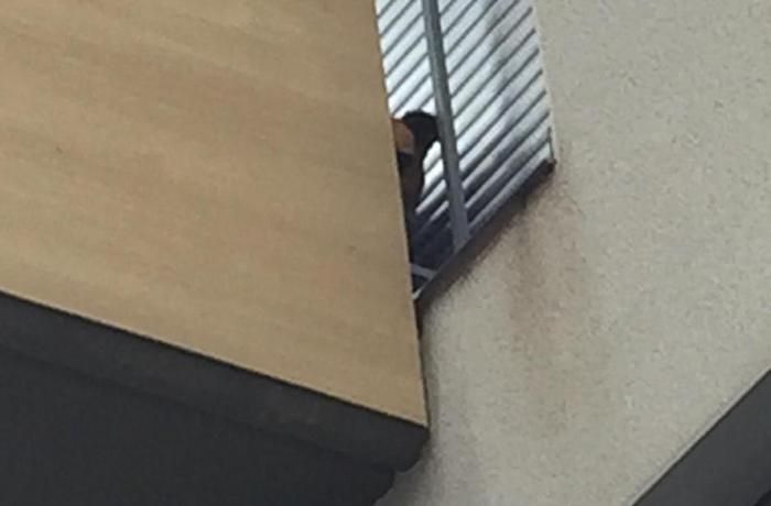El gos que FAADA assegura que viu tancat en un balcó FOTO: FAADA