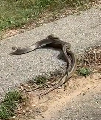 2 serps aparellant-se a Sant Cugat. FOTO: Cedida