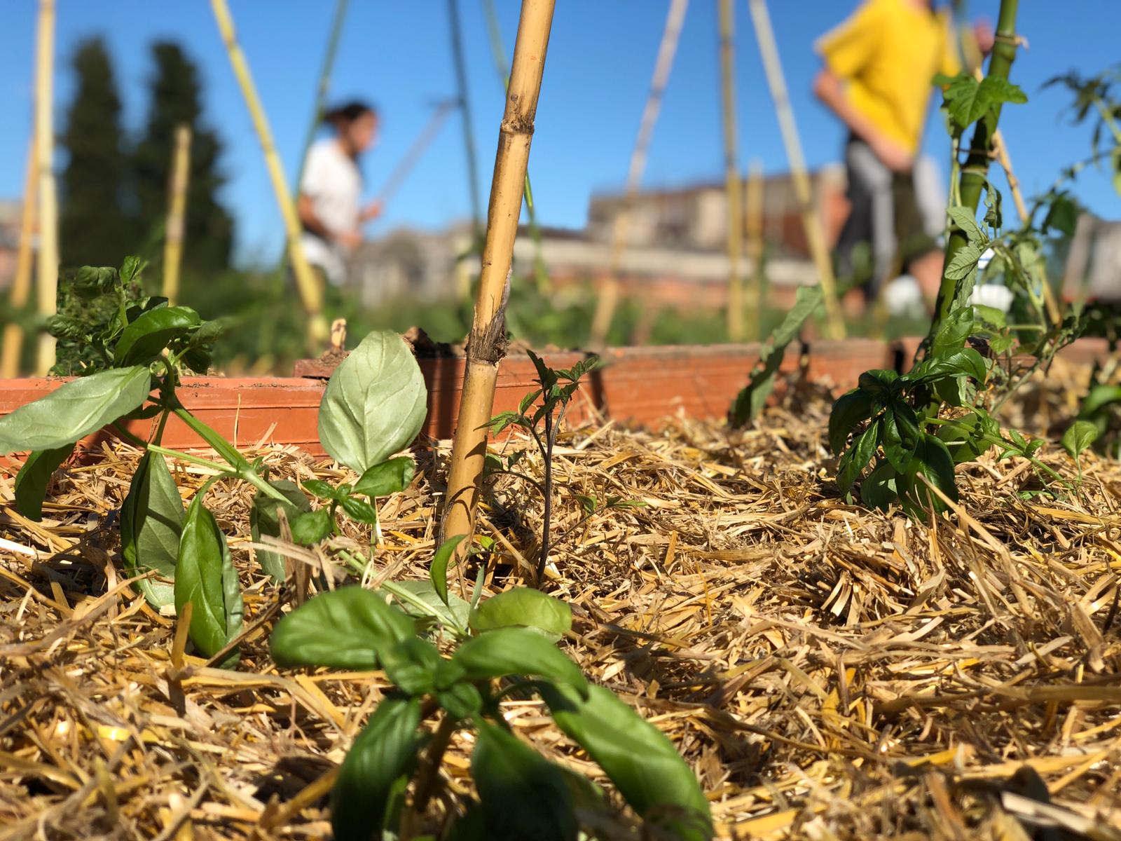 Horta Alliberada de Sant Cugat, un projecte que pretén recuperar els usos agrícoles tradicionals i històrics. FOTO: Cedida
