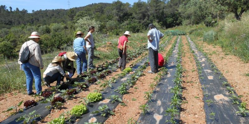 L’ ORTIGA COLLSEROLA (SANT CUGAT DEL VALLÈS)