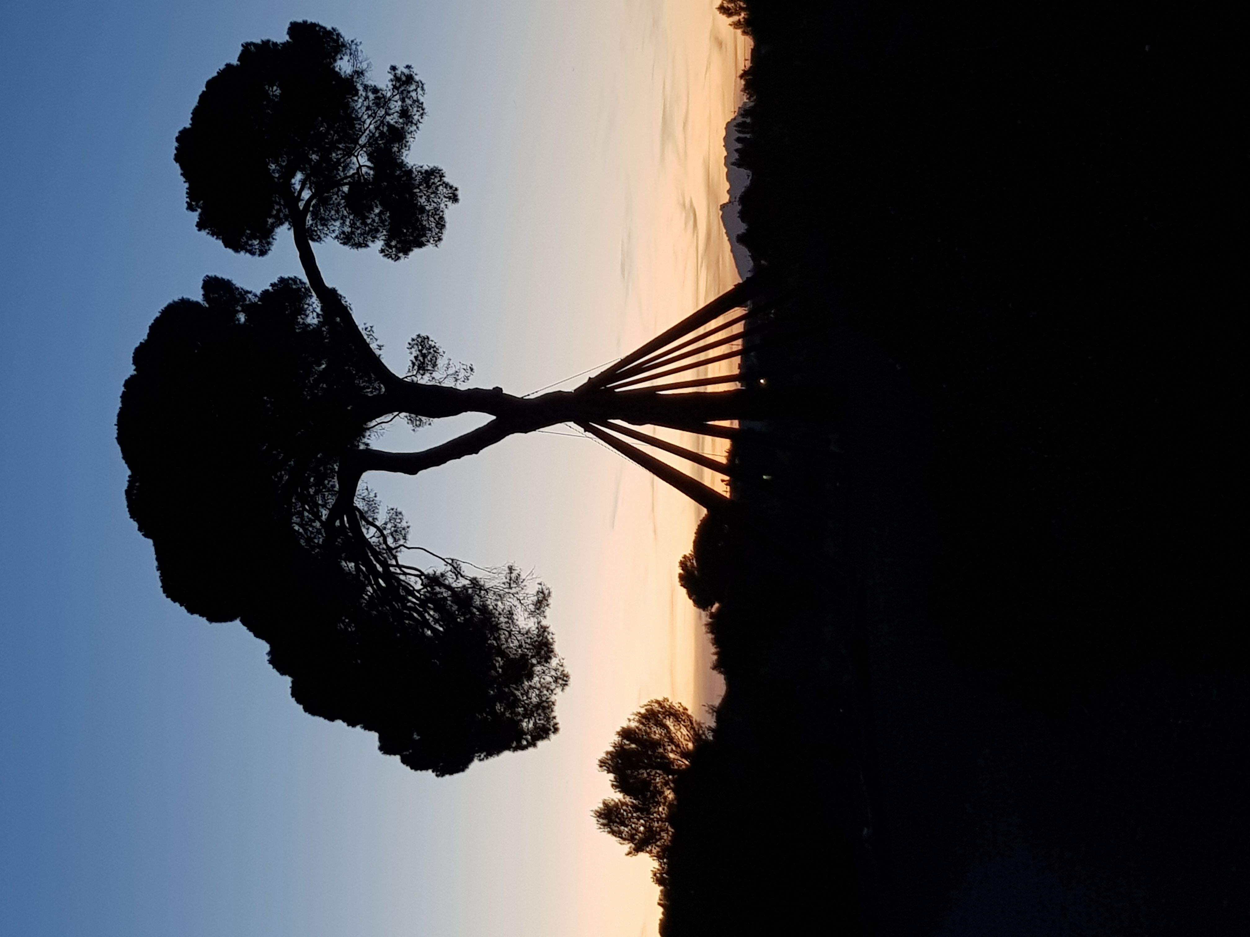  'El Pi d'en Xandri tampoc marxa de vacances' - feta a Sant Cugat. FOTO: Óscar Hernández Socorro