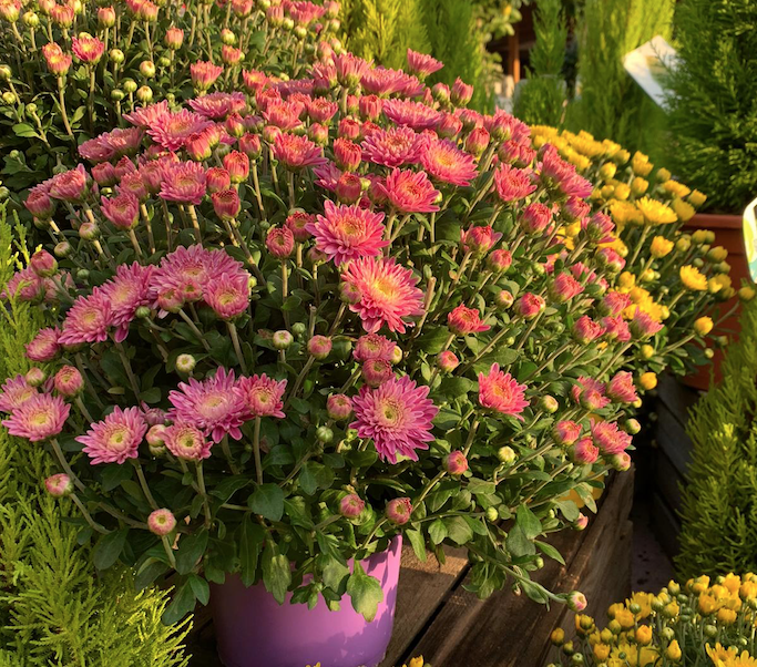 Amb Jardiland ara pots omplir els teus espais exteriors de crisantems a 2,95 € el test de 14 cm FOTO: Cedida