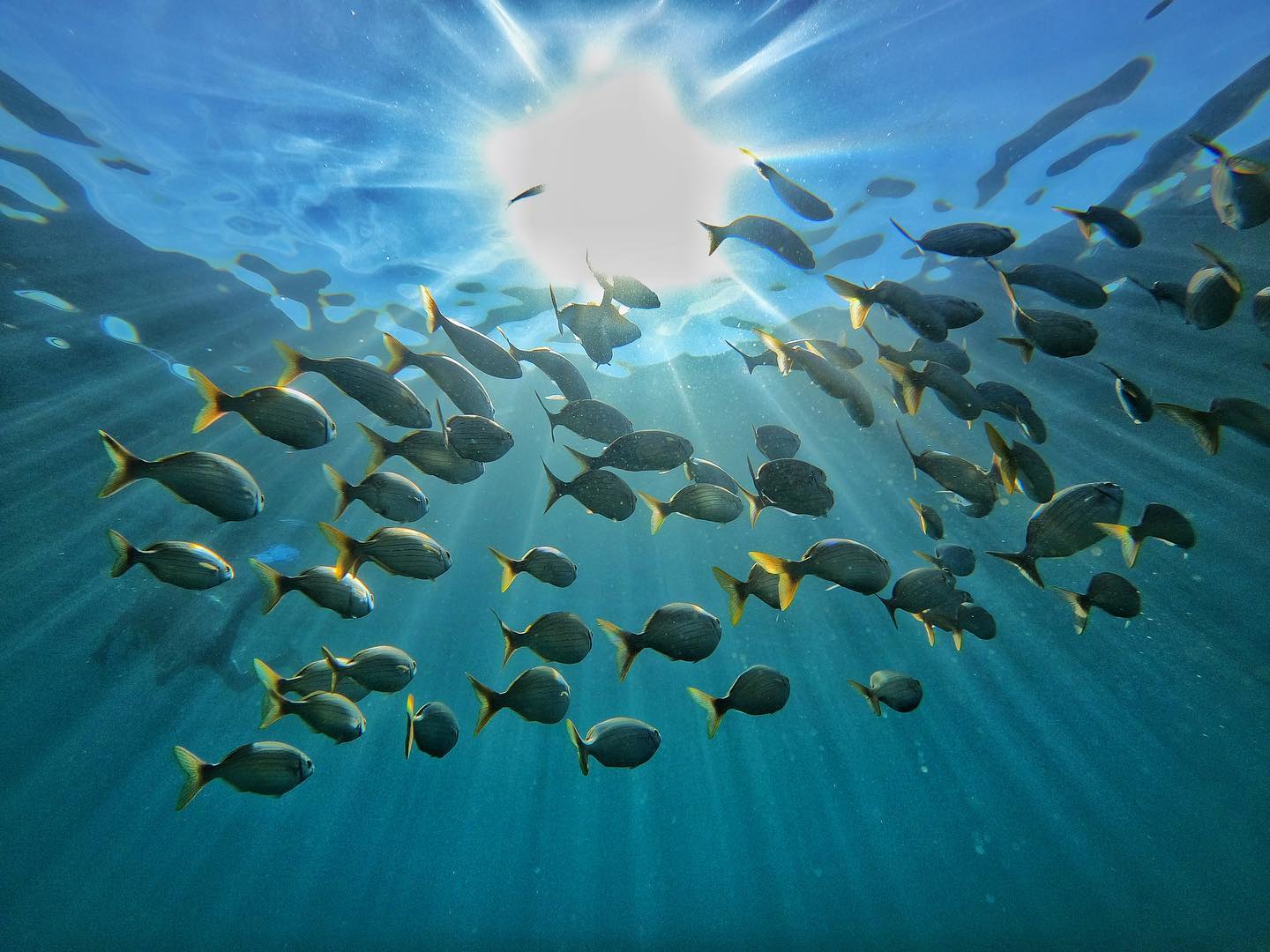 jaumebenet   “Sarpa Salpa”   Les salpes fugint de mi i de lo pesat que puc arribar a ser per aconseguir la foto!