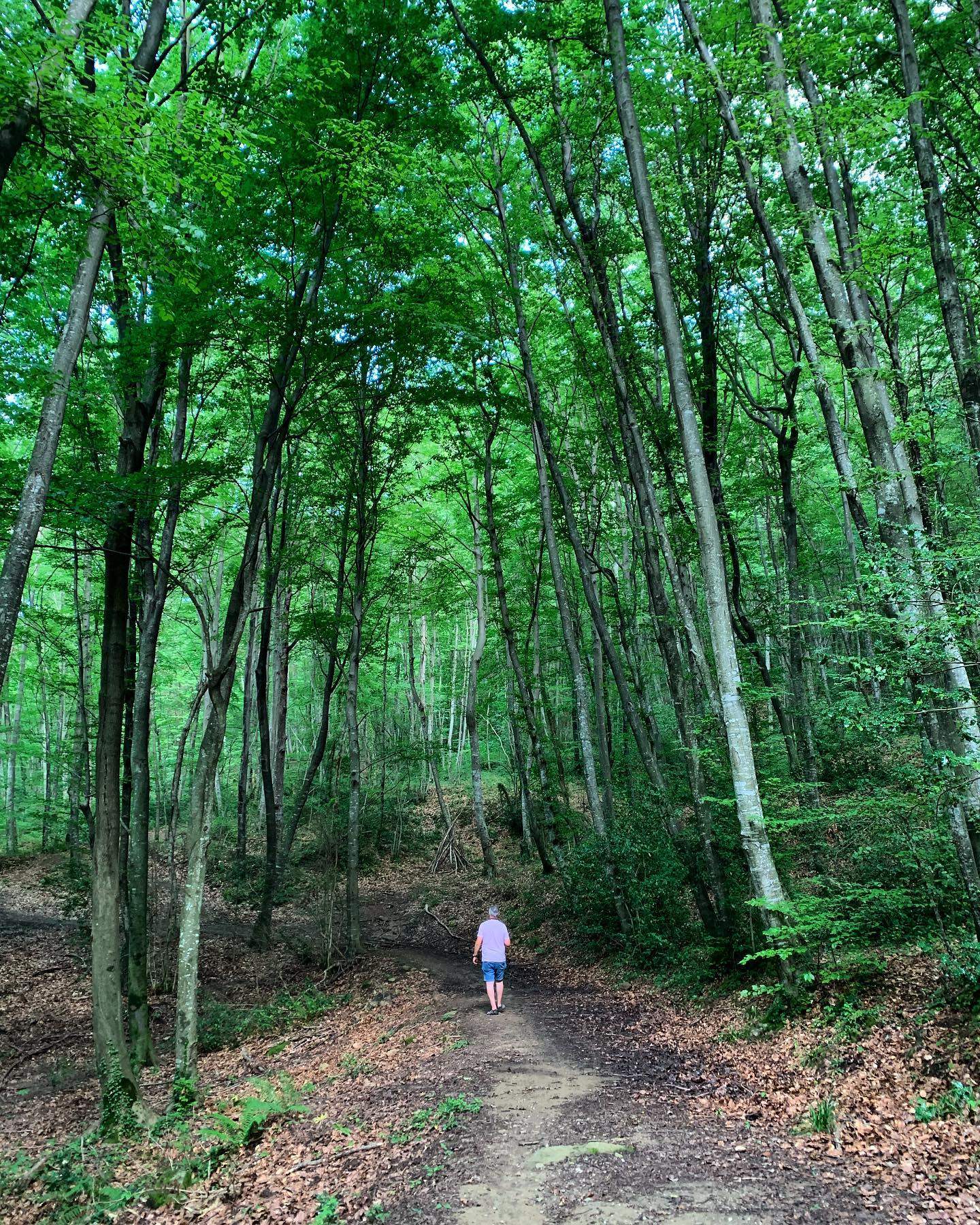 galceranrosa   V e r d  i n f i n i t