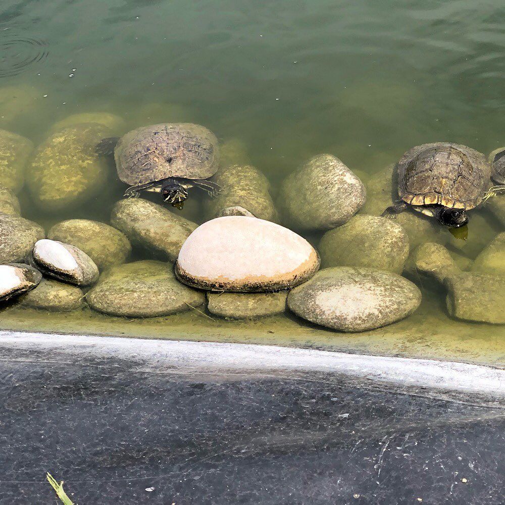 estertost   Tortuga 2