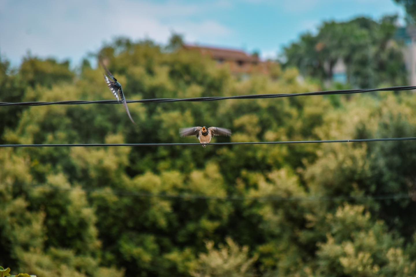 arintnfilms   La crida 