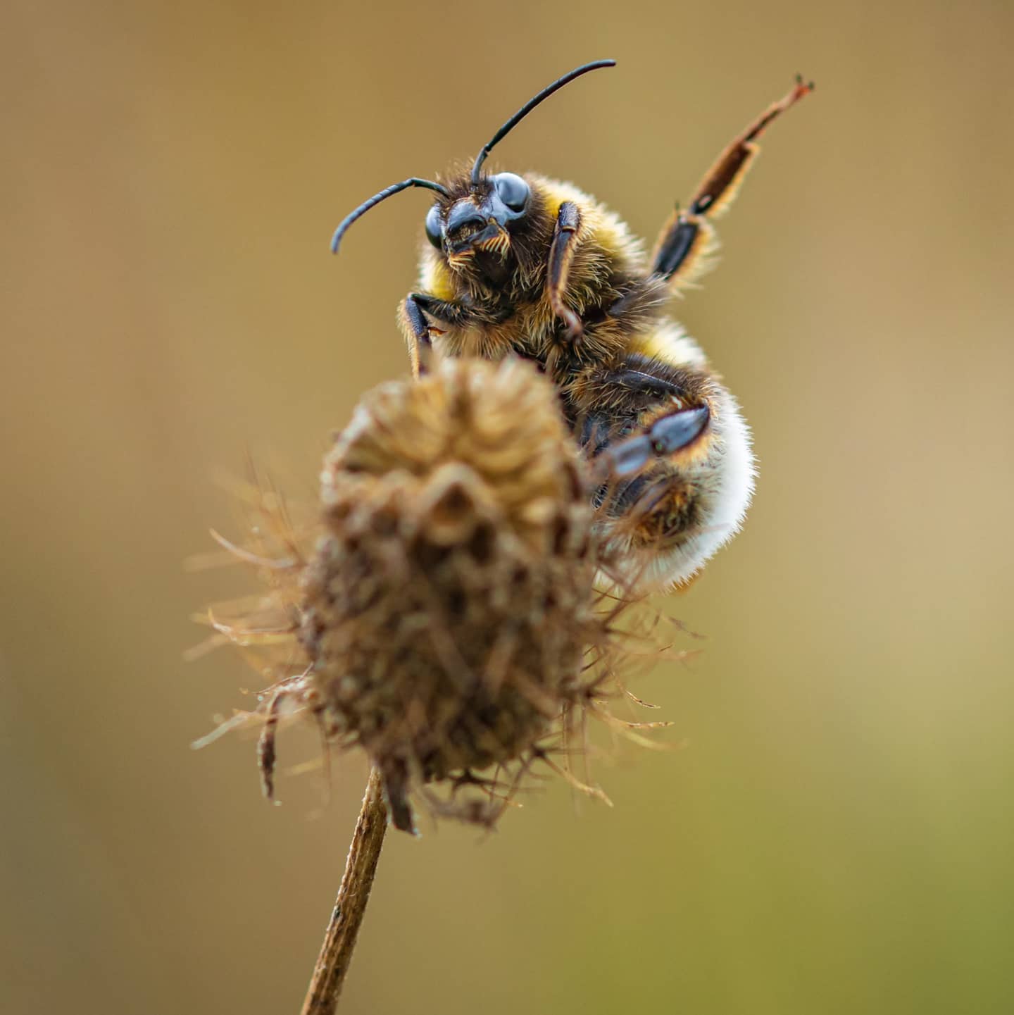 annafabre68   He fet el cim! Sant Pere deVilamajor