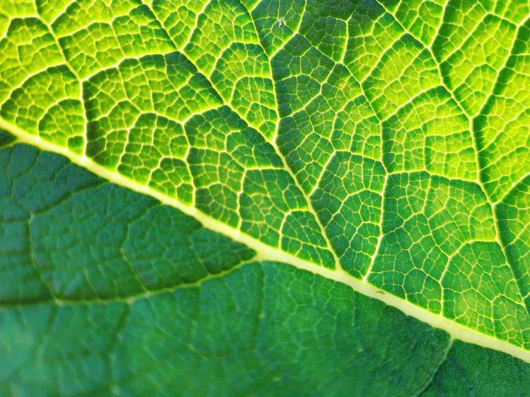 aloe vera89   #totfotoportada2020