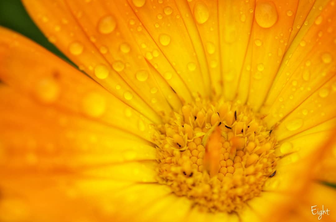 8eightphotography8   Vibrant