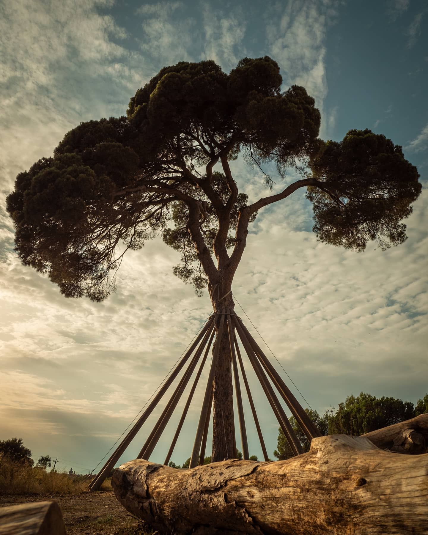 kakogrillo   Fantástico coloso de 230 años