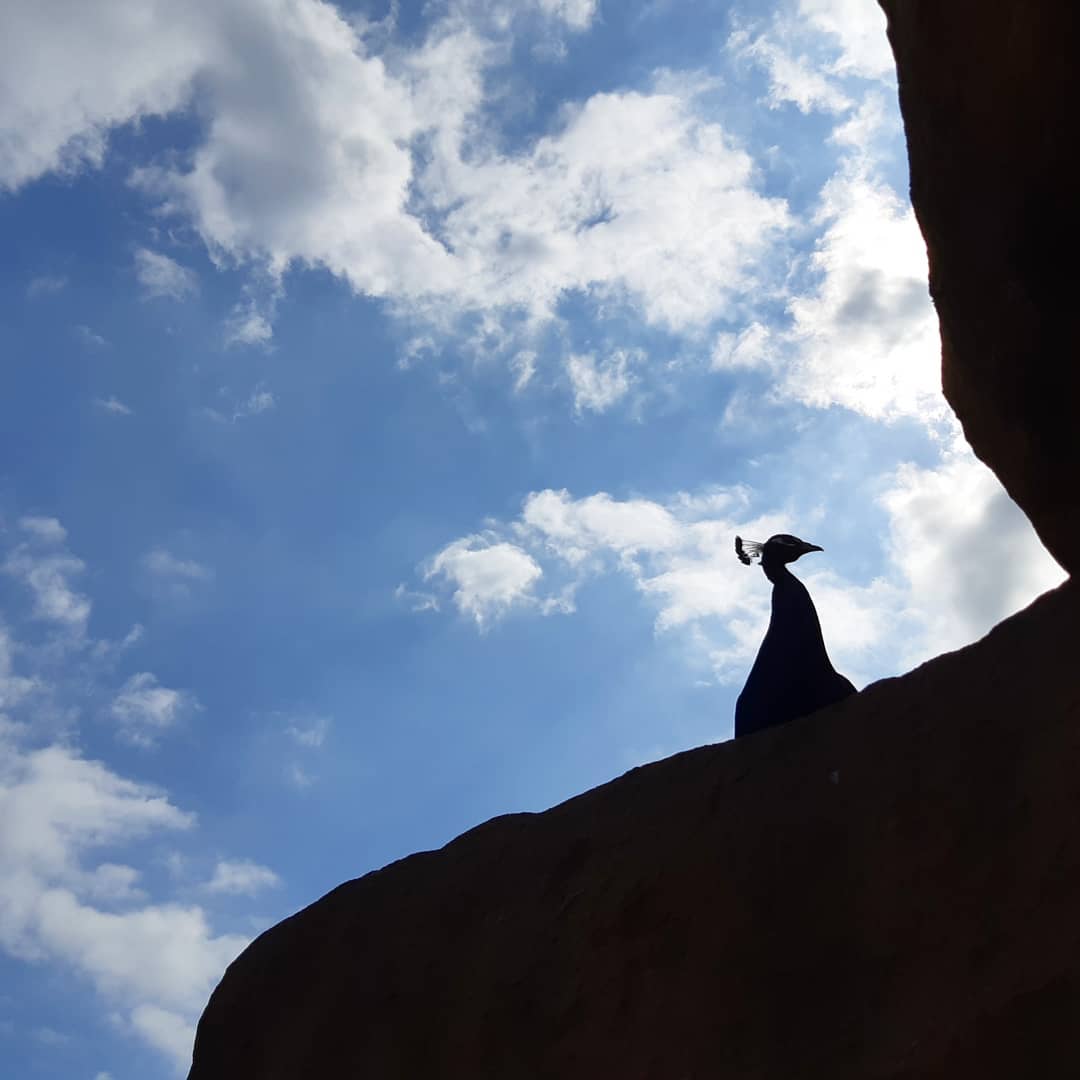 m stella n   El rei   the king.