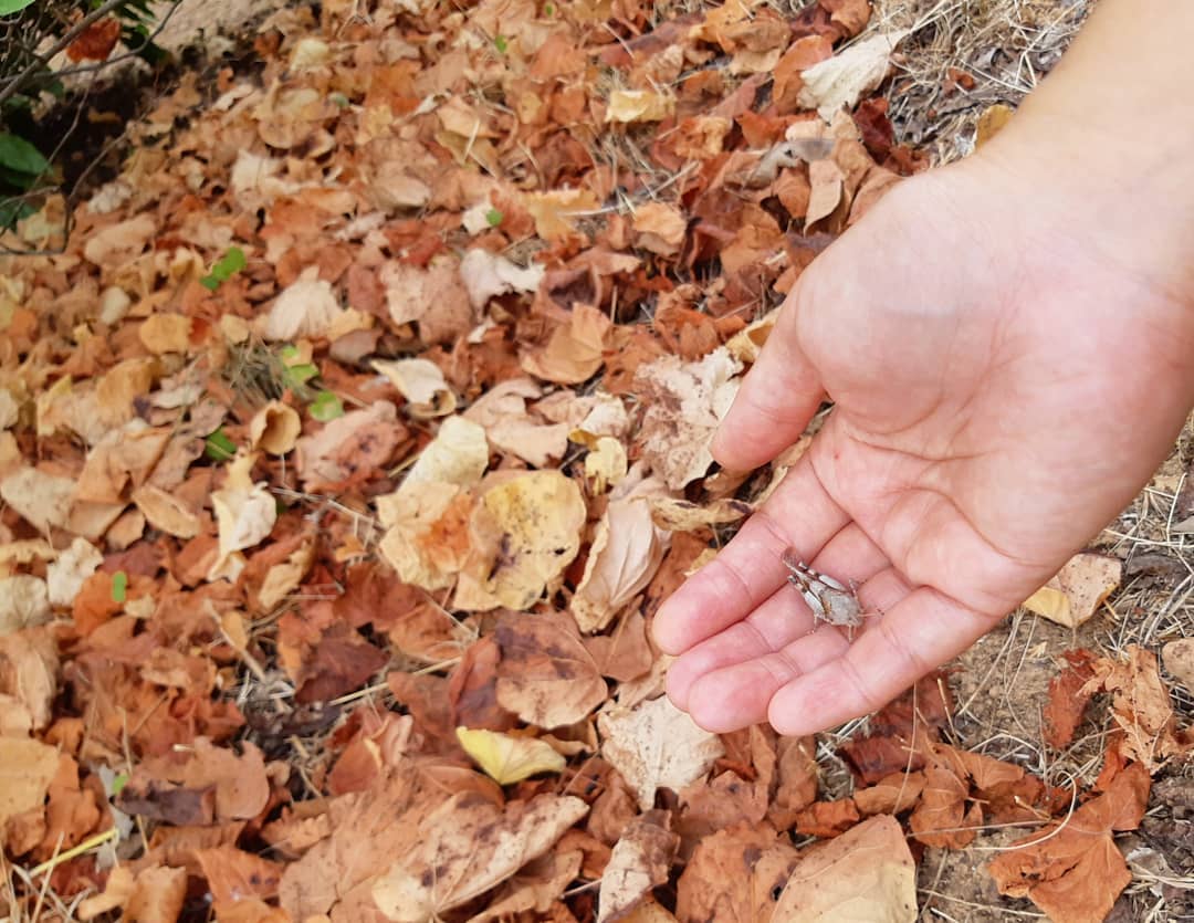 m stella n   Una ala trencada   A broken wing.