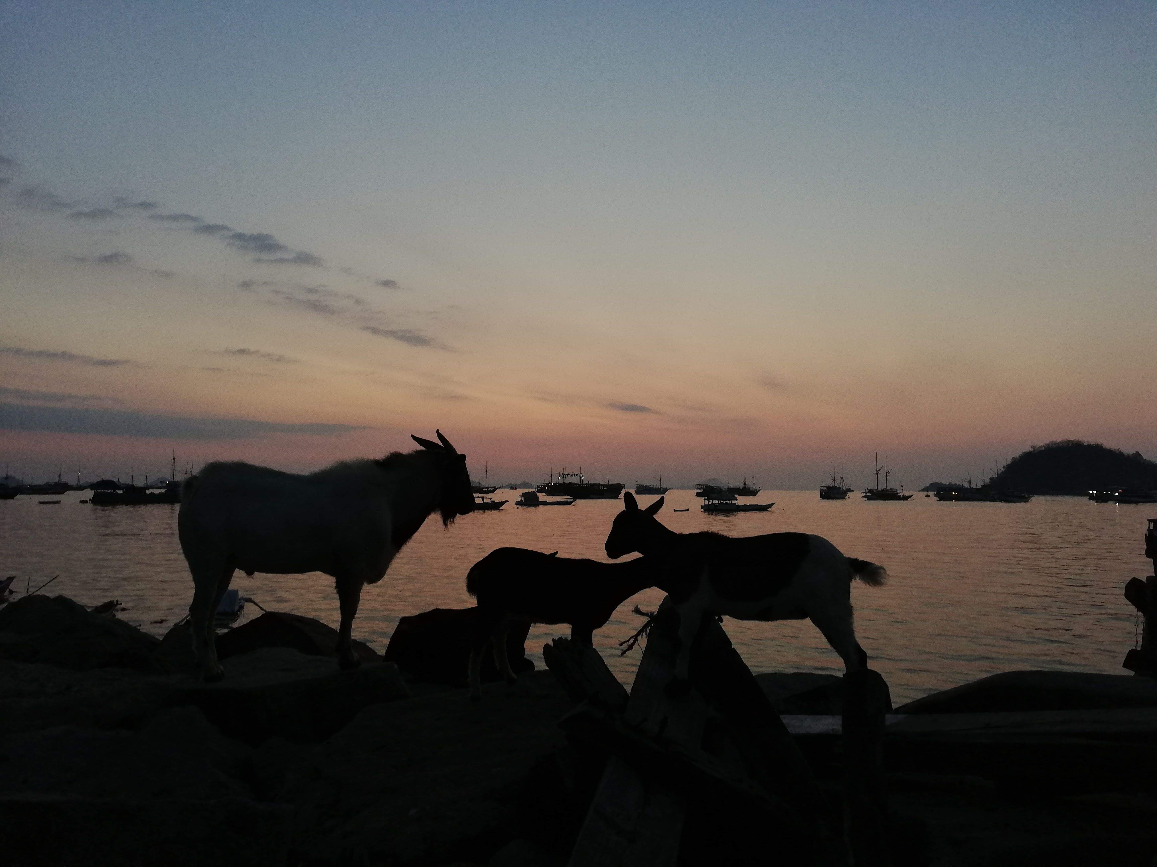 %22Curiosos momentos%22 Indonesia#ANGELINES AMADOZ MURUZABAL 355