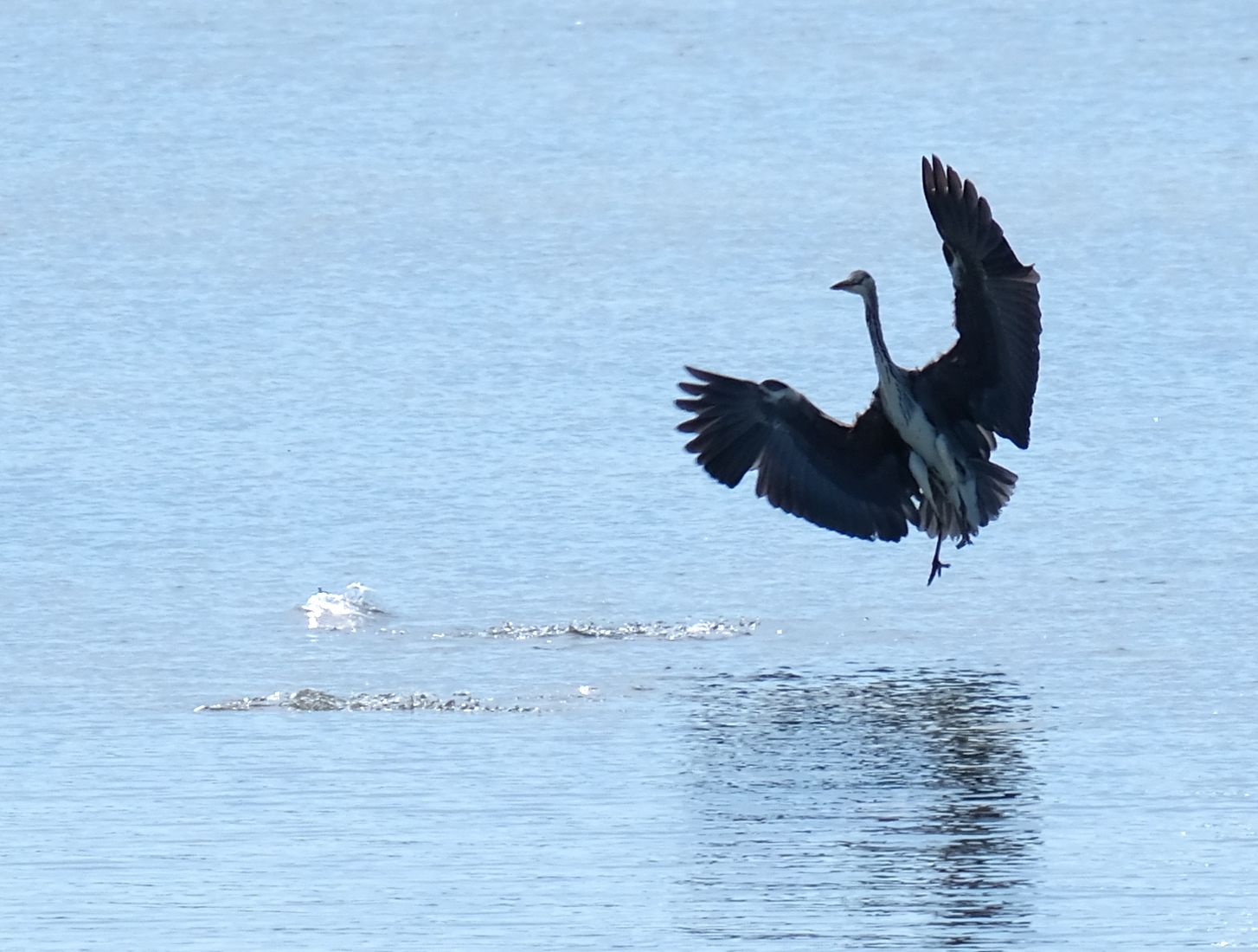 A dinar... Ria de Arousa   Galicia#Xavier Humet Cienfuegos Jovellanos 260