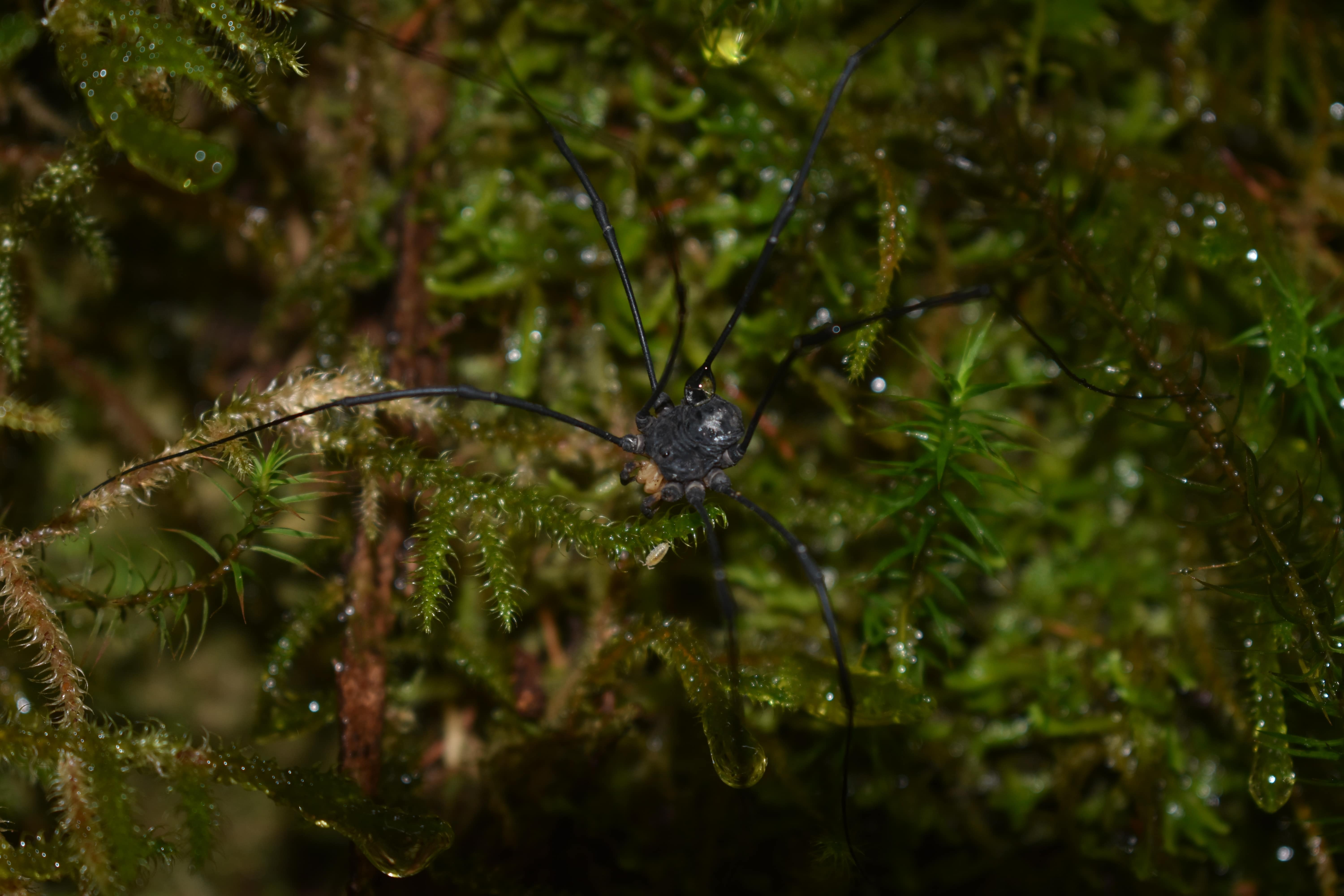 A punt de berenar Fragas do Eume (Galicia)#Natalia Farre Lafuente 123