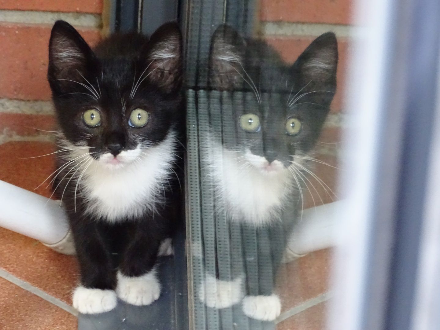 A quants hem adoptat? Sant Cugat del Vallès#Sonia de Castro Mora 122