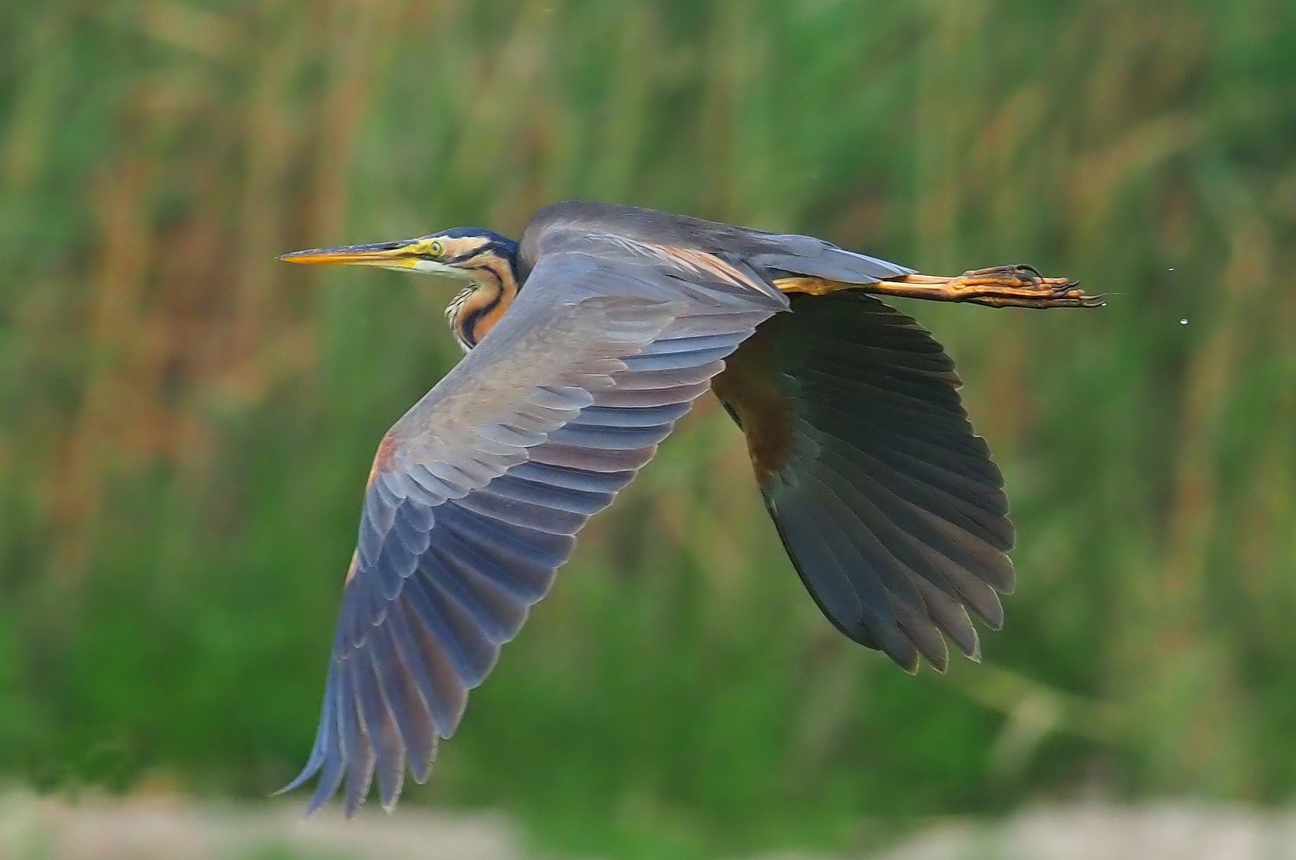 Agró Roig alçant el vol Parc Natural del Delta del Ebre#Ramon Cami Caldés 18