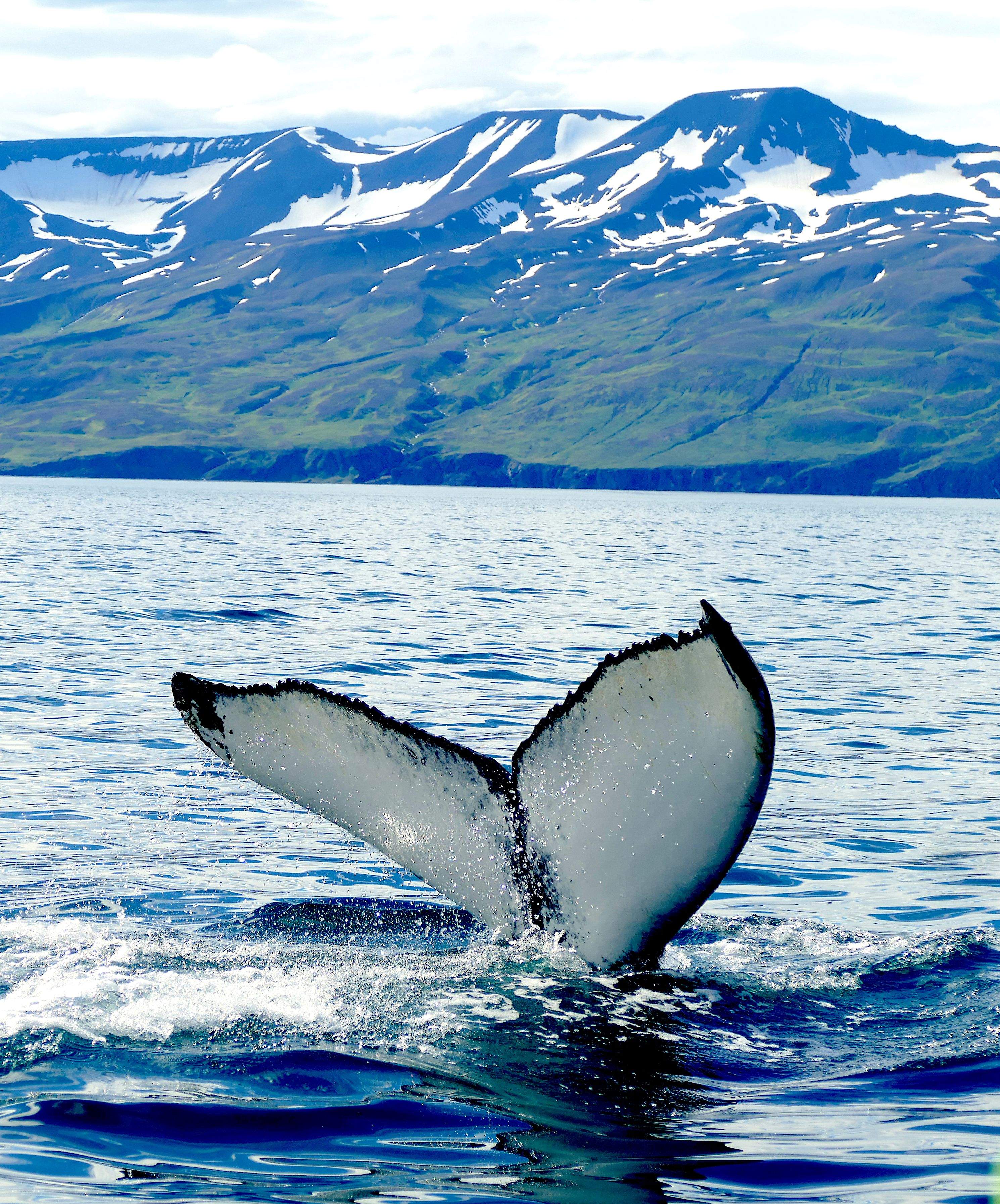 Aquest estiu, mar i muntanya! Husavik, Islàndia#Samanta Judez Fuentes 288