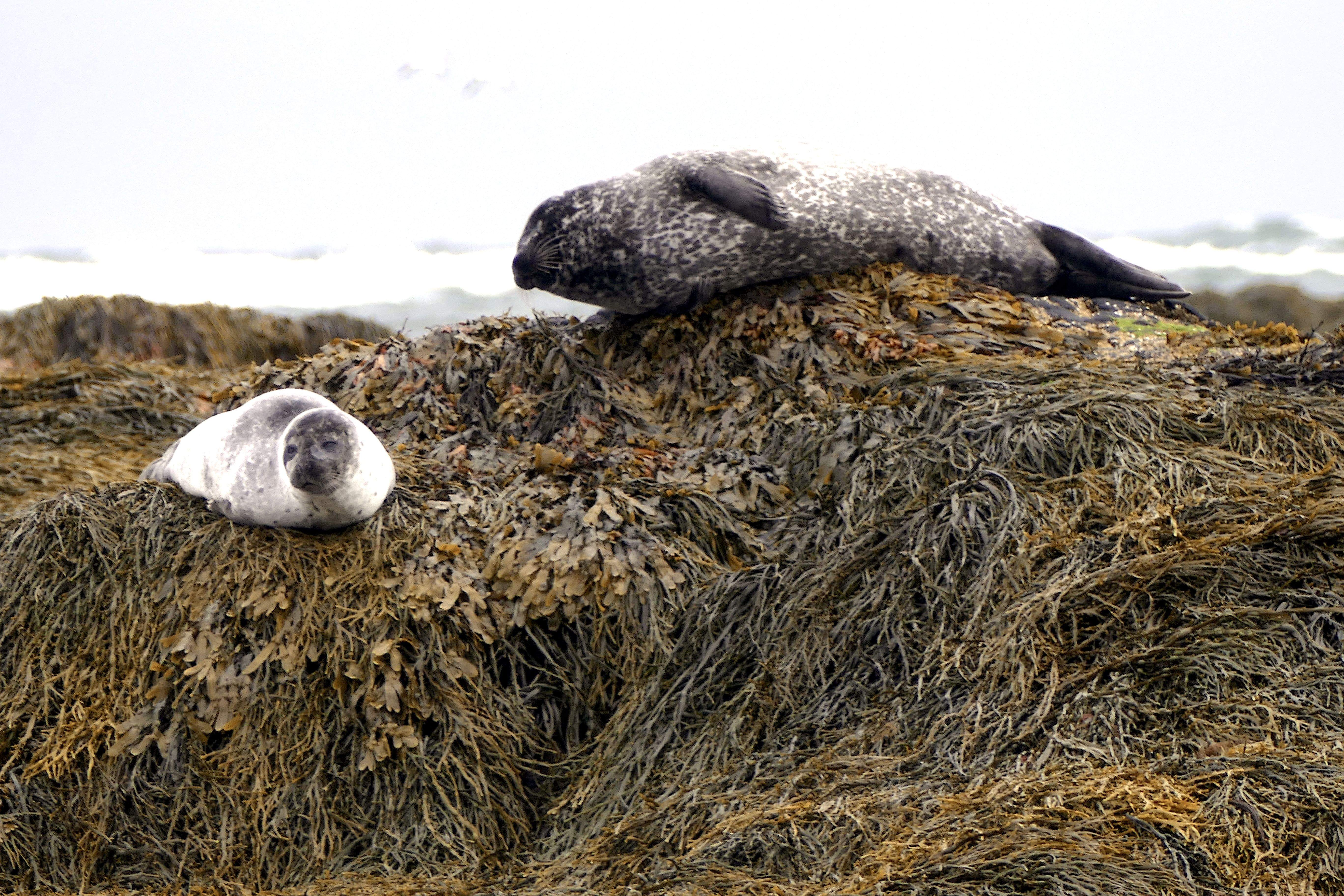 Autoretrat: aquest estiu no he fet bondat amb el menjar! Platja d'Ytri Tunga, Islandia#Jesus Alonso Lopez 289