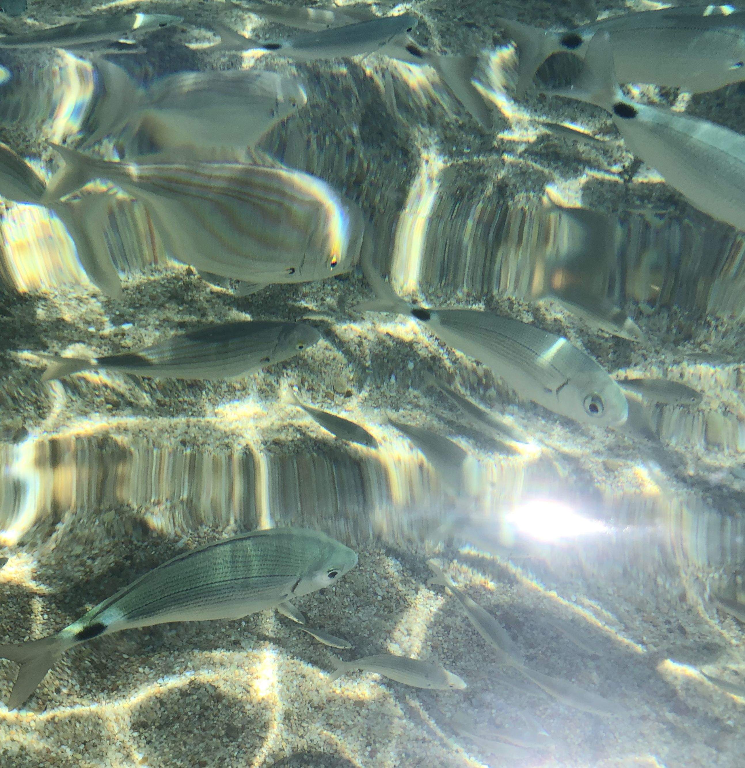 Bany amb peixos Costa Brava#Pilar López Ceca 62