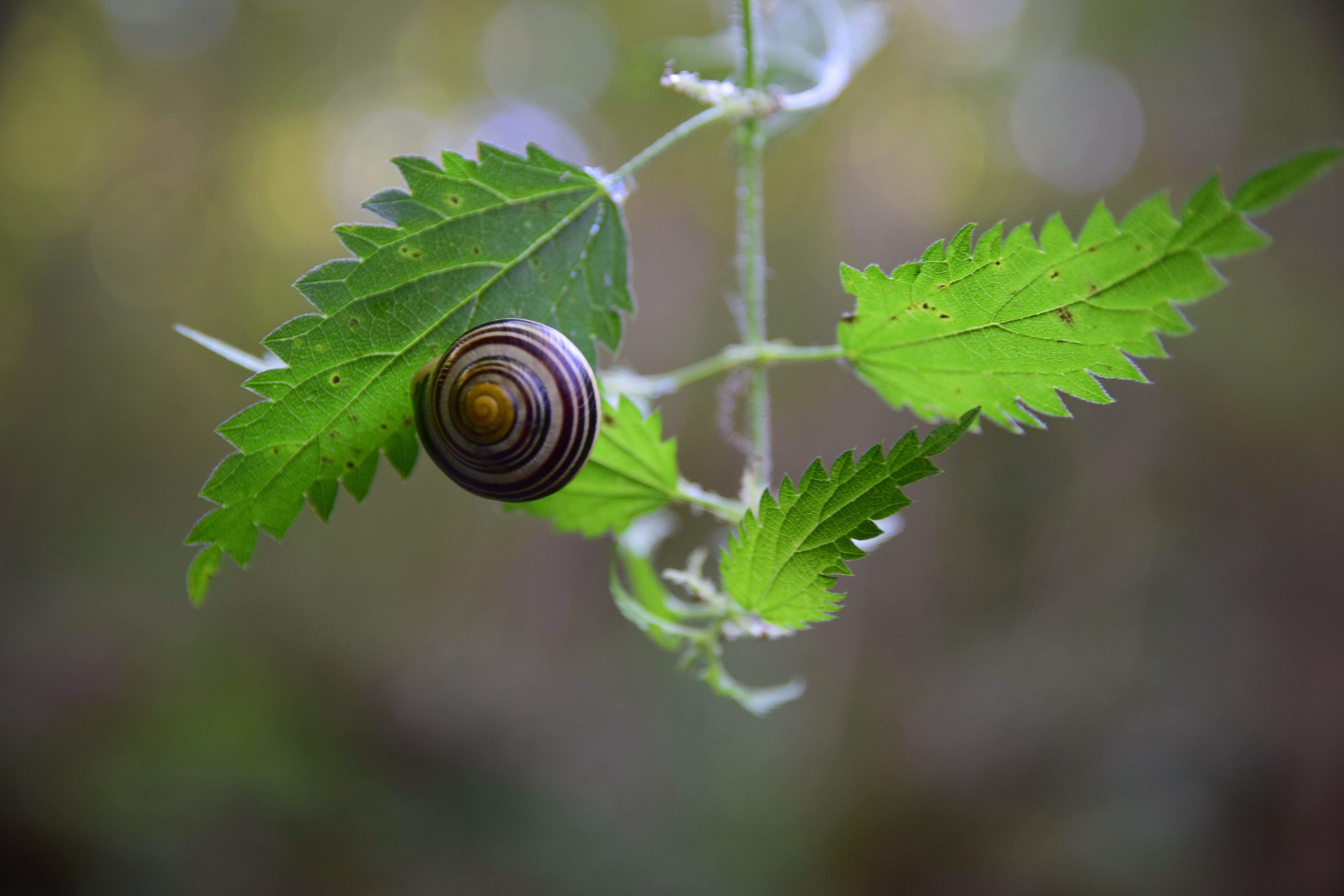 BECAINA A LA FULLA Setcases, Girona#ILIANA DANZOS RODRIGUEZ 213