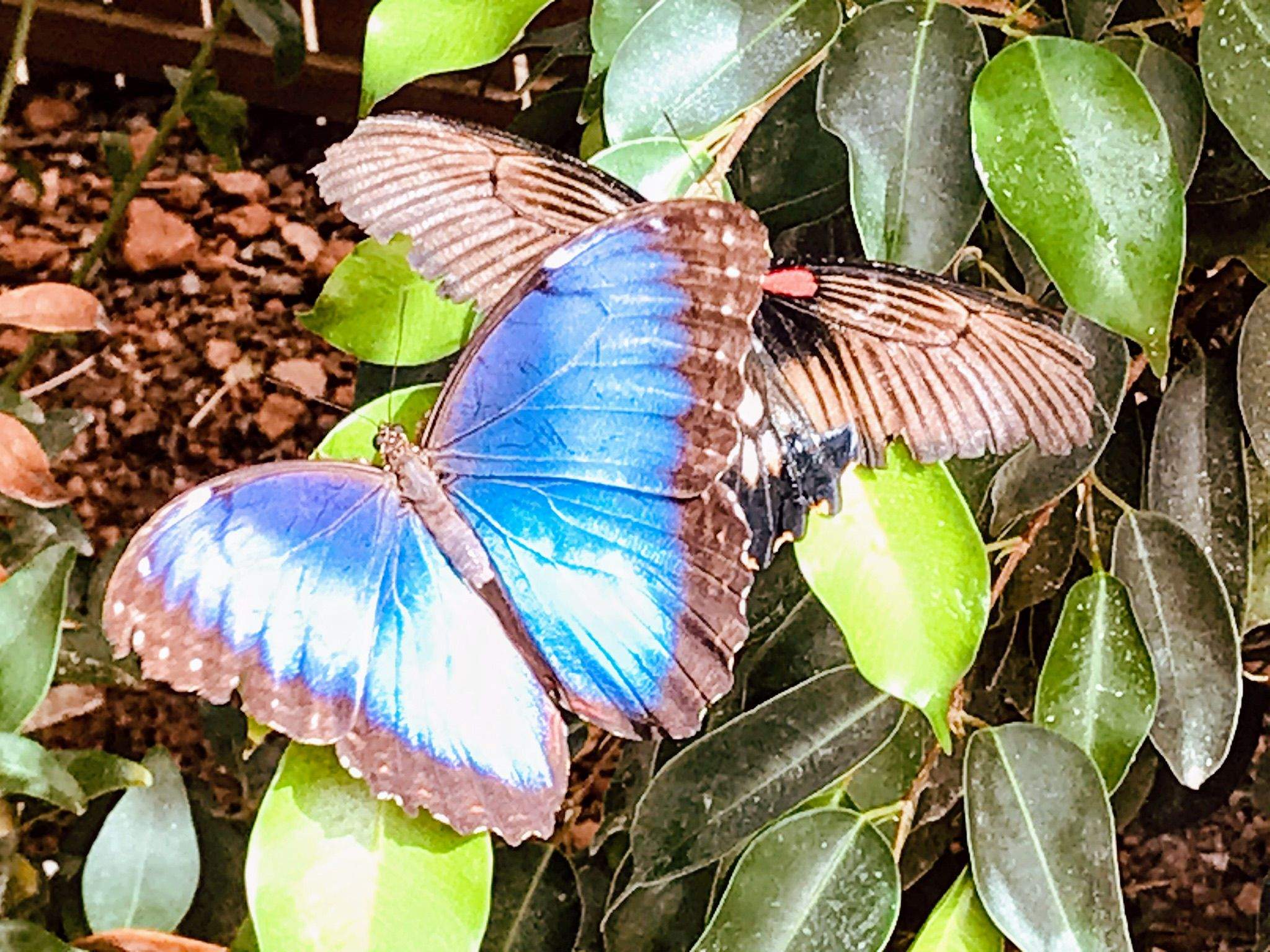 Bellesa natural Mariposari de Nijar#Helena Izard Pallejà 100