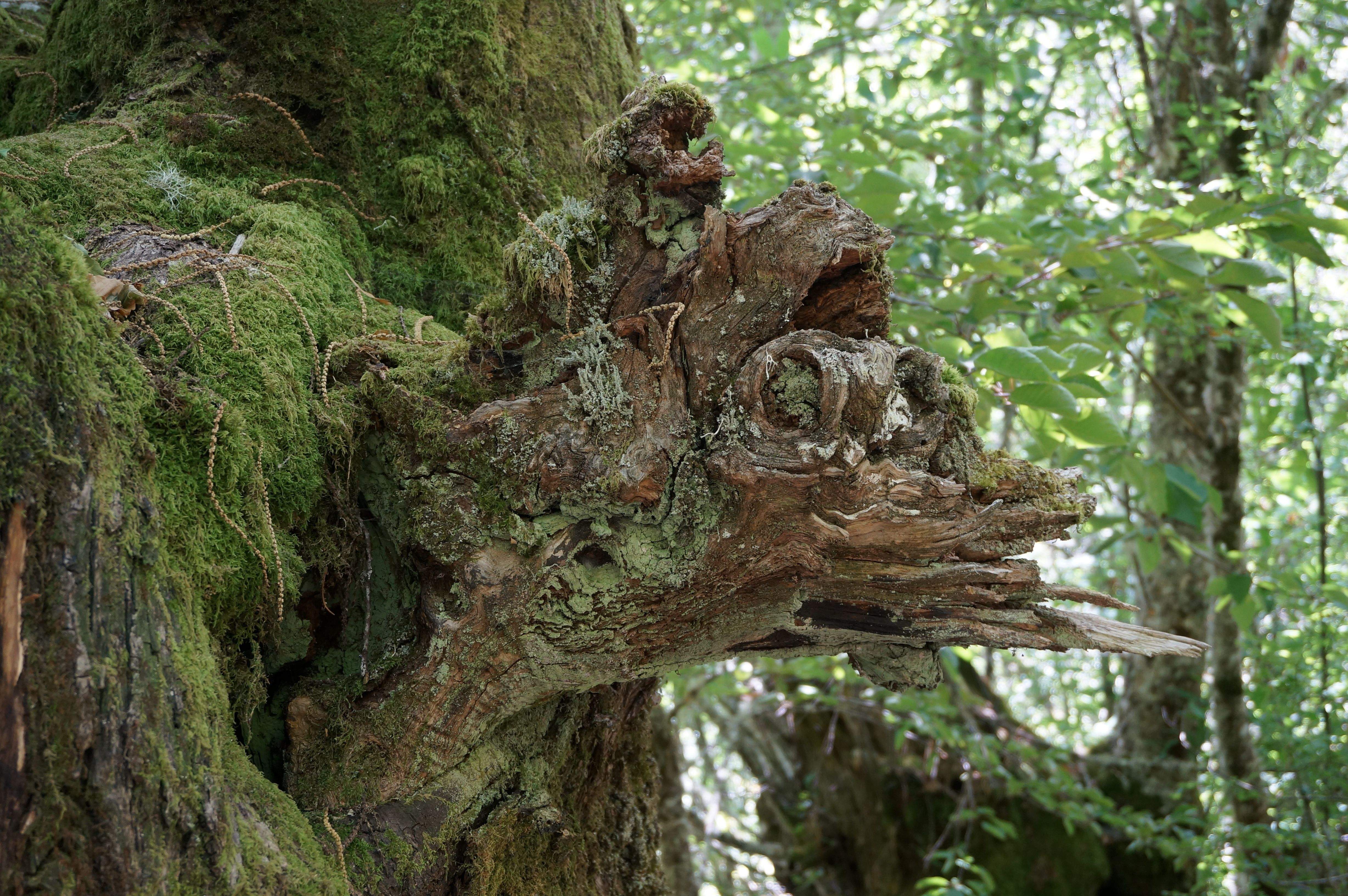 Biosbardo Seimeira de Vilagocende (Lugo)#Manel Lladó Barba 223
