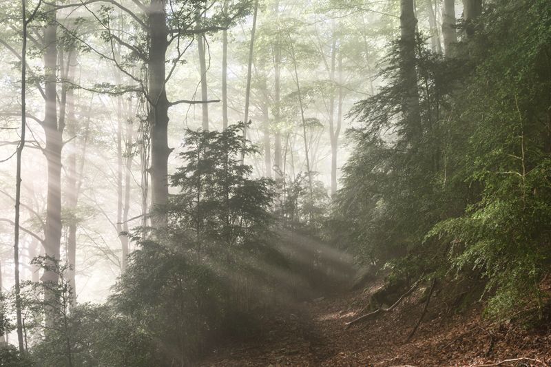 boira i llum Ripoll#Albert Rios Lopez 212