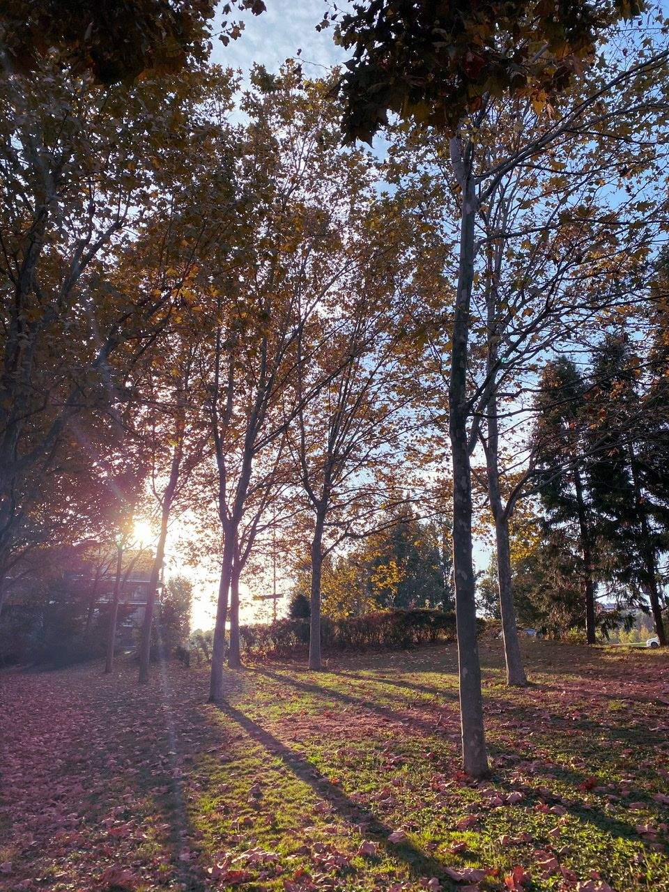 Bosc urbà Sant Cugat del Vallés#Lydia Casanova De Vilalta 66