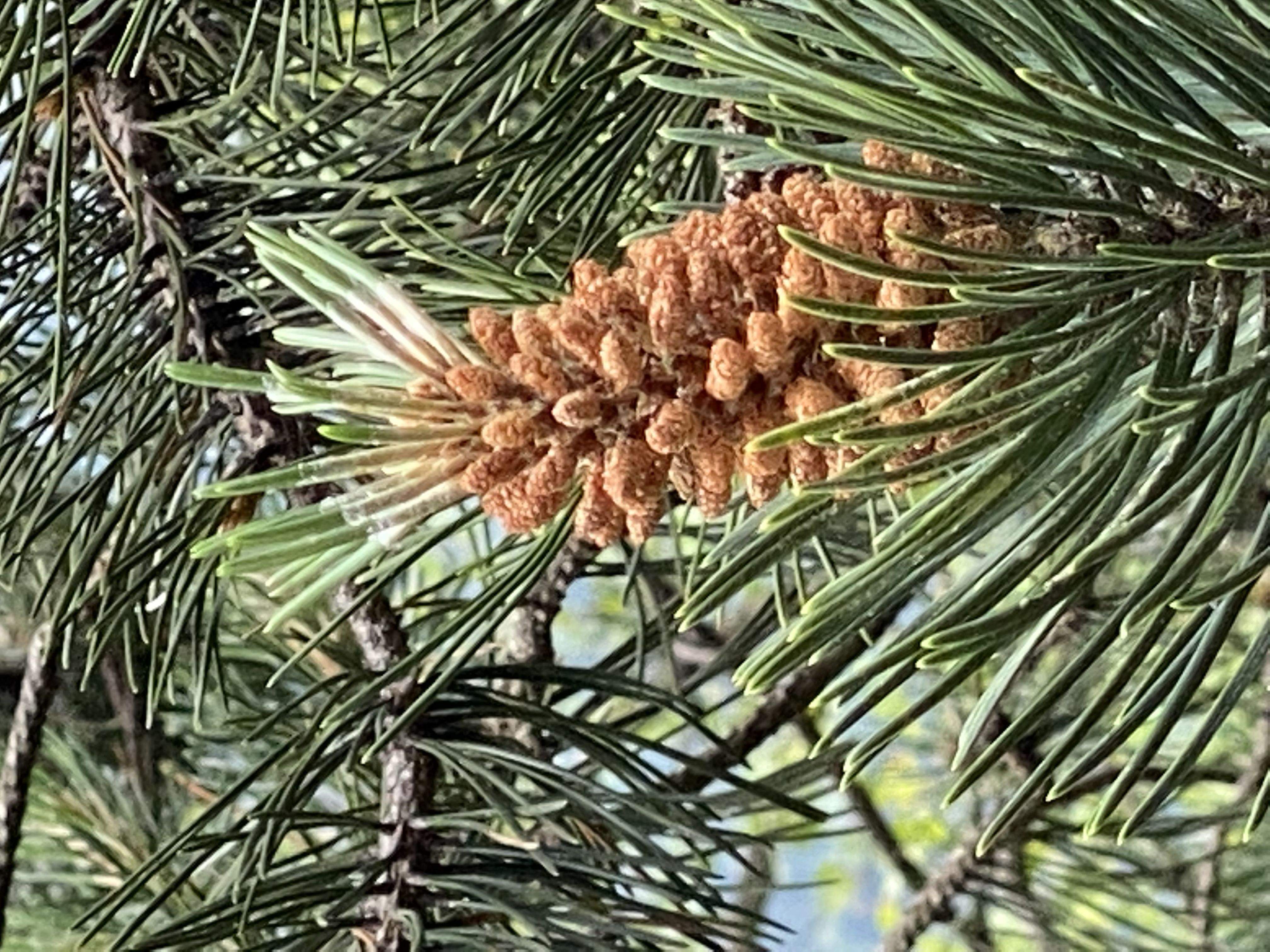 Brots de vids Tavascan#M. Carmen Troyano Cusso 274