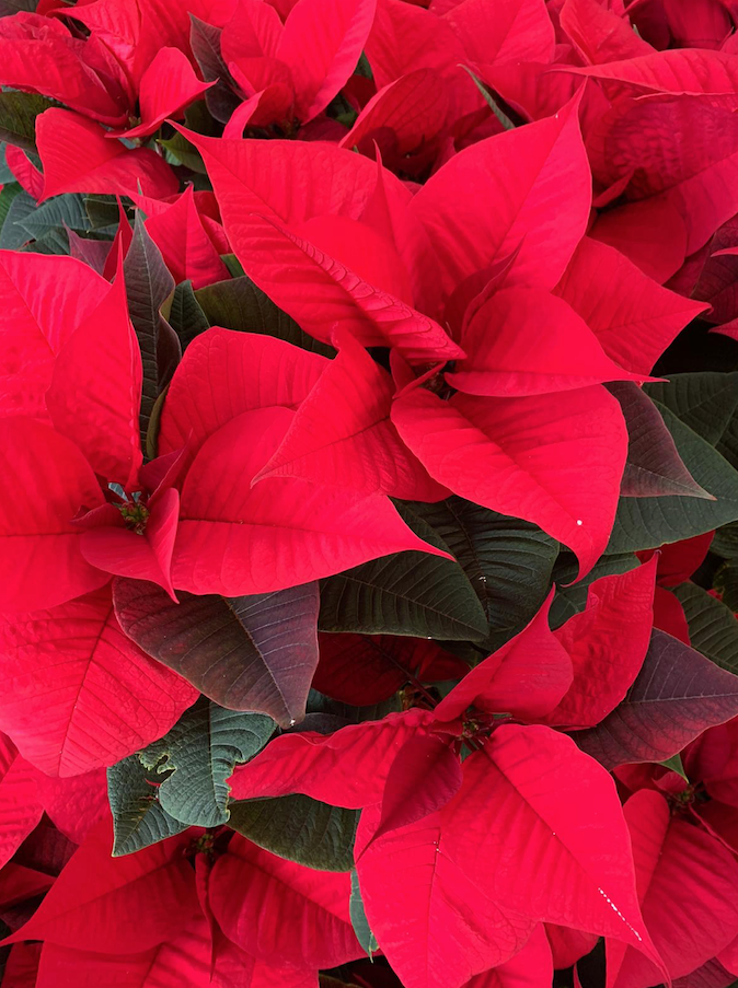 La ponsètia vermella, la típica planta de Nadal FOTO: Cedida