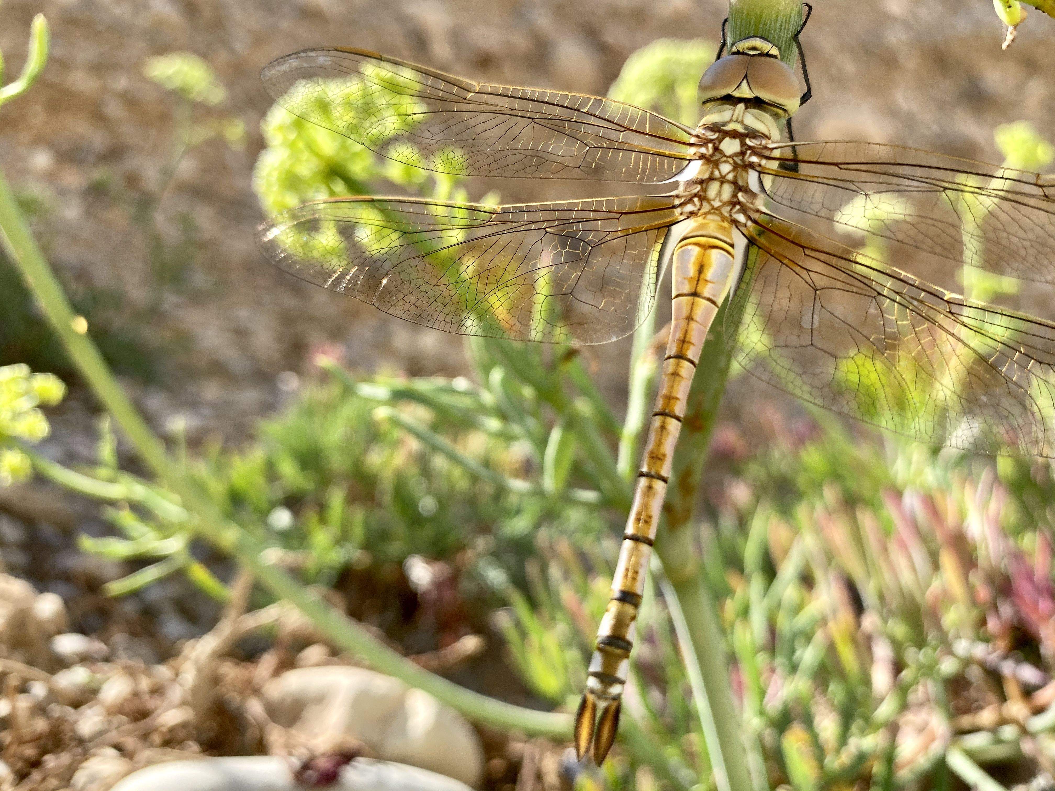 Dragon fly Vinaròs#Mar Luque Salgado 299