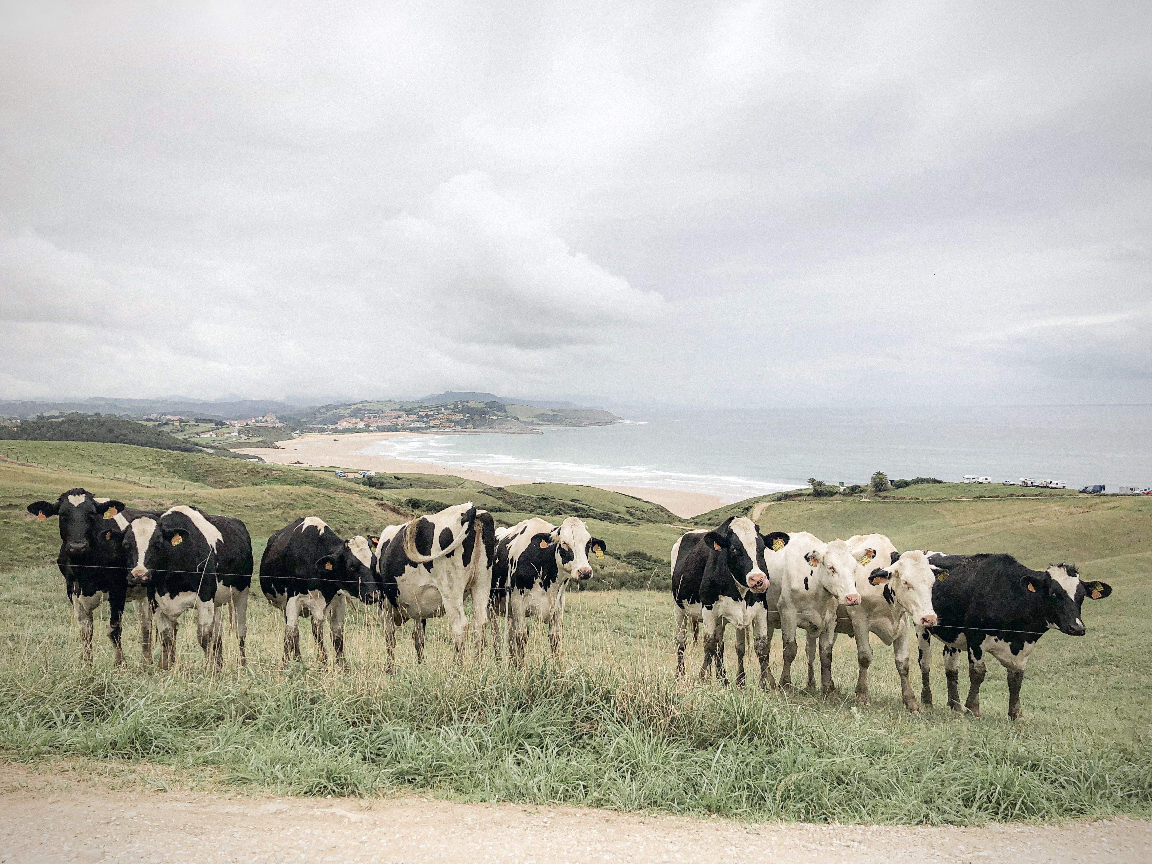 Ei Margaret, que ens fan una foto! Oyambre, Cantàbria#Maria del Mar Ruiz Pérez 250