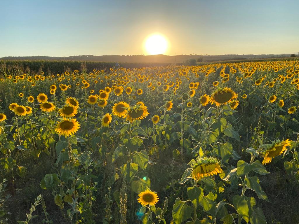 El sol encara ens mou Empordà#Cristina Gomez esquius 158