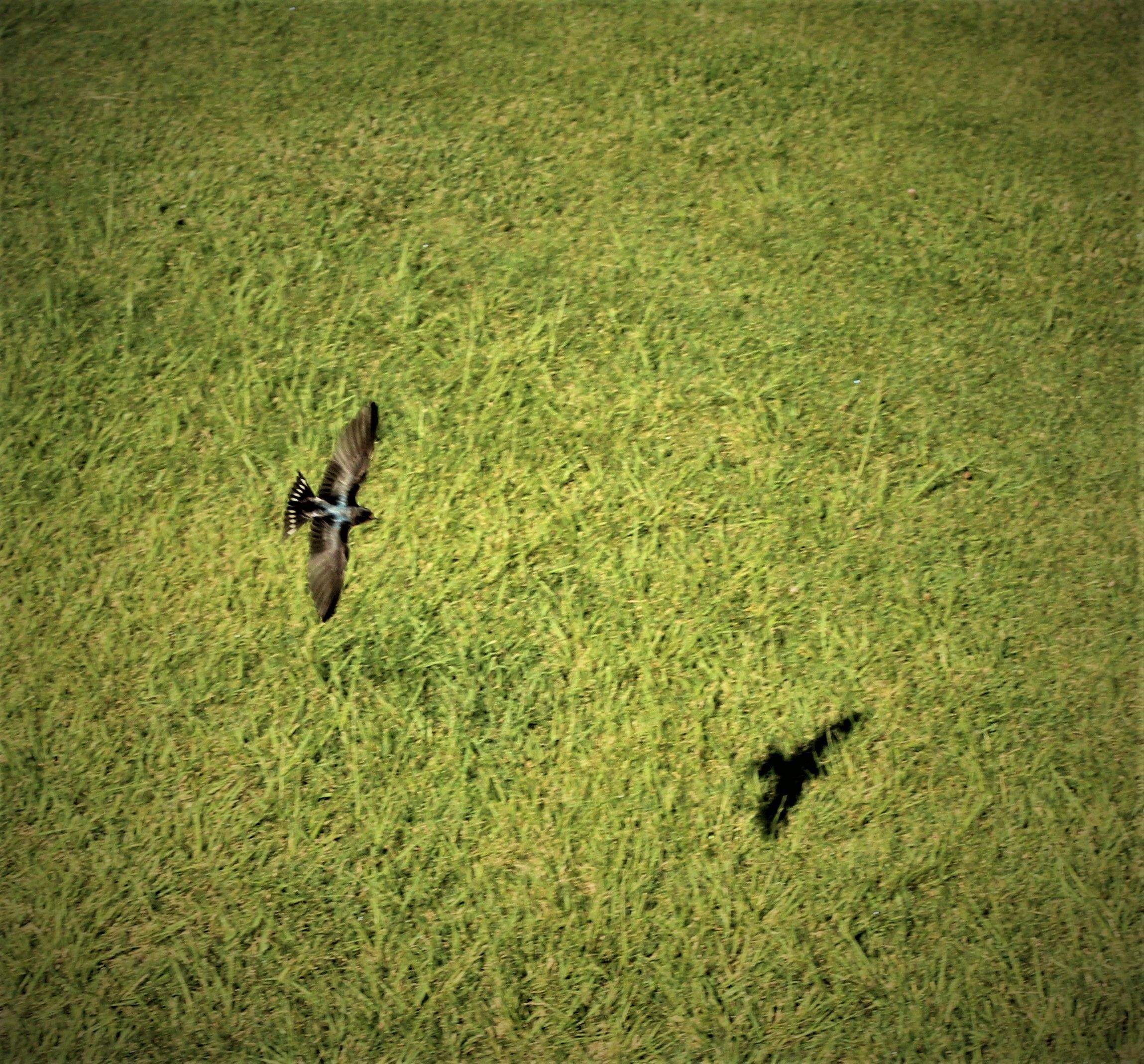 El vol de l oreneta Puig Reig#Jaume Asens Passarrius 27