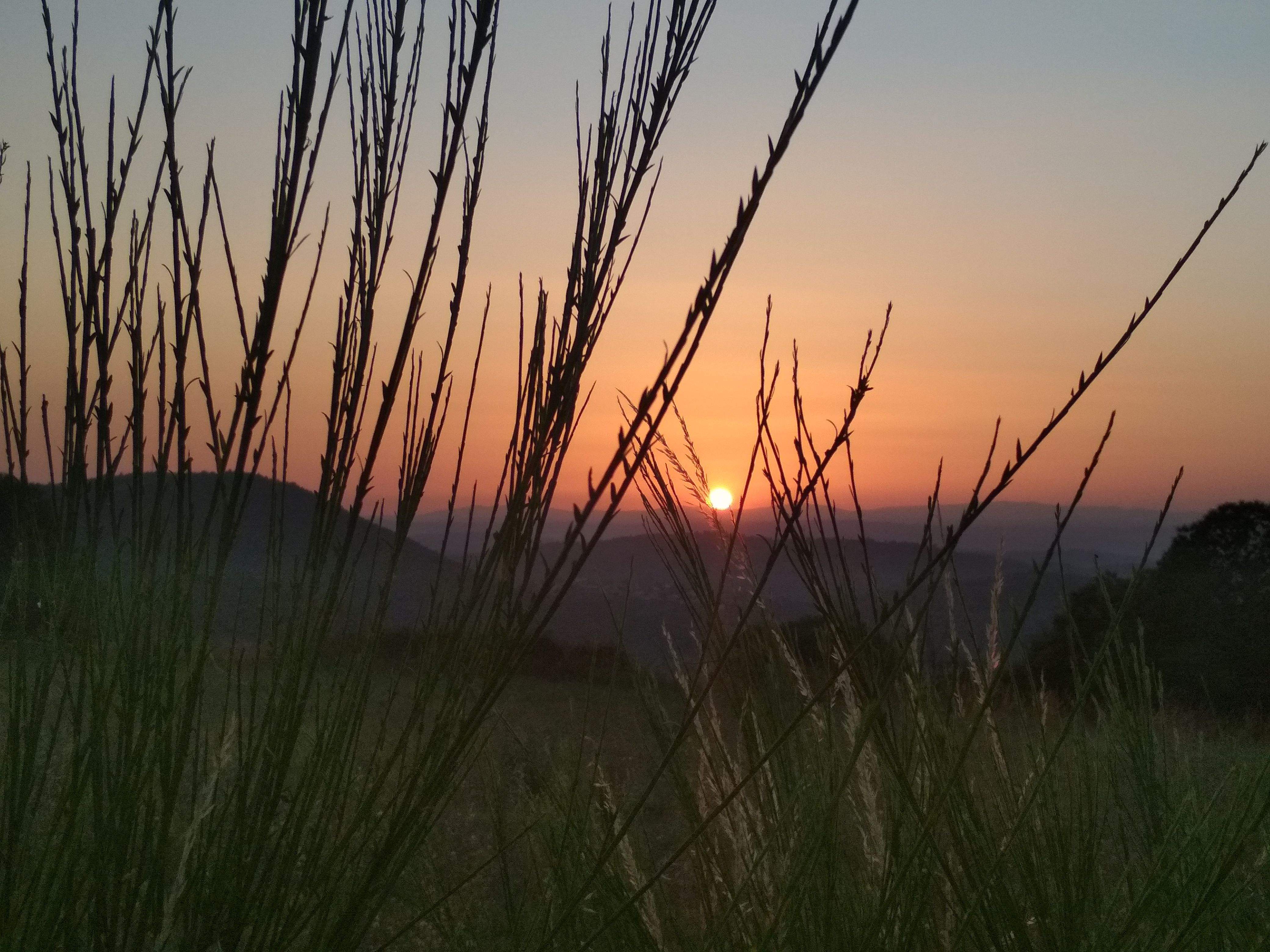 Entre branques Castro Caldelas (Ourense)#Elena Maristany Bosch 224