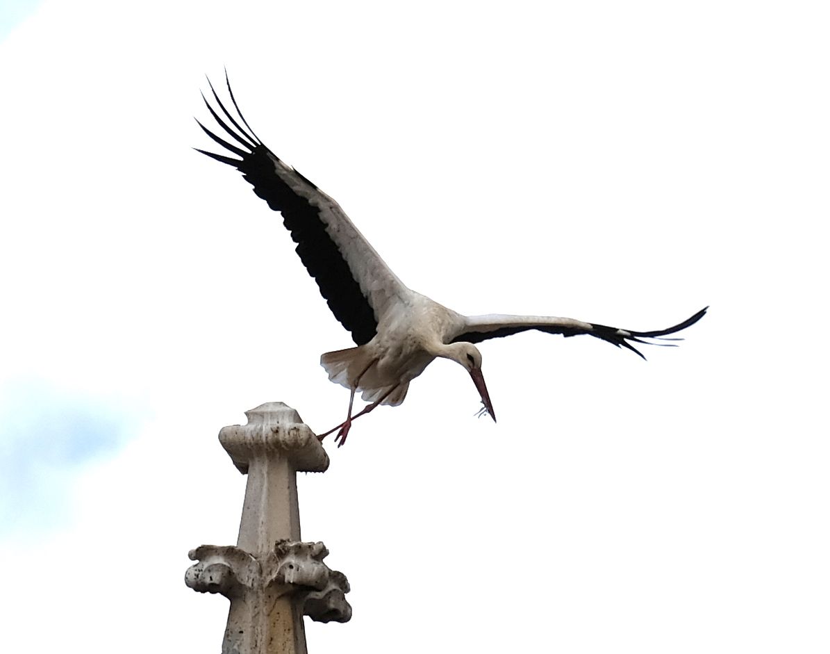 Equilibri Catedral de Palència#Xavier Humet Cienfuegos Jovellanos 260