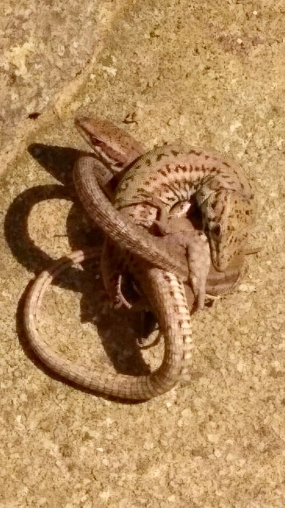 Ergonomia Valldoreix#Josep Mª Caralt Senye 126