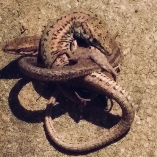 Ergonomia Valldoreix#Josep Mª Caralt Senye 128