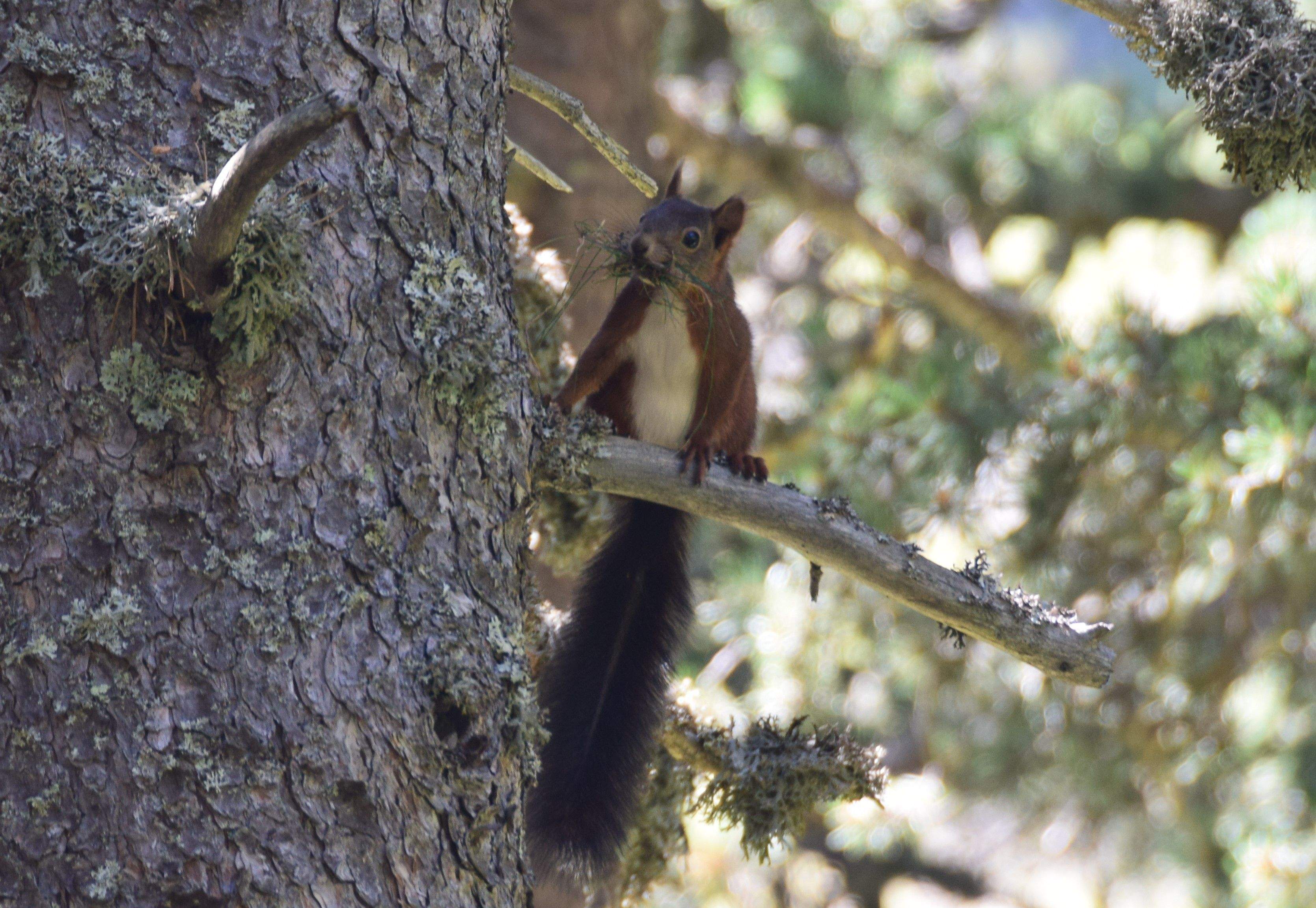 Esquirol a Montgarri Vall de Montgarri#Carles Claraco Anguera 257