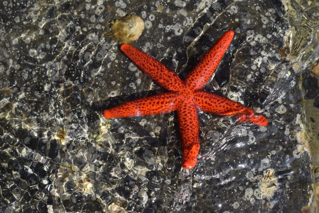 Estrella de mar Port Lligat, Cadaques#Cristina Eichenberger 263