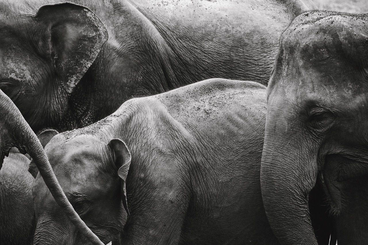 Family Sri lanka#Isaac Bolinches Diaz 12