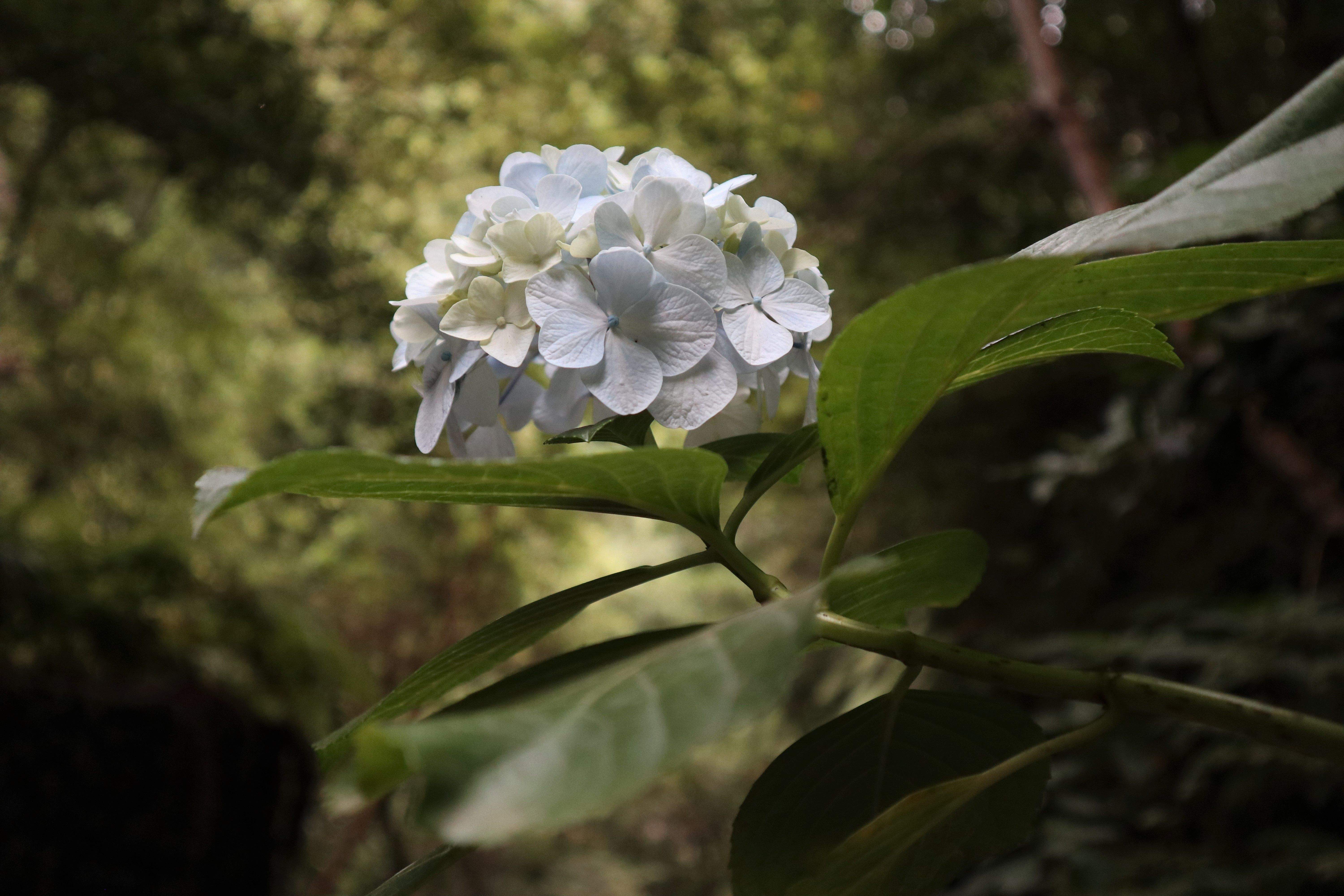 FLOR DE ESTIU LA PALMA#Bertha MARIELLA FABREGA 228