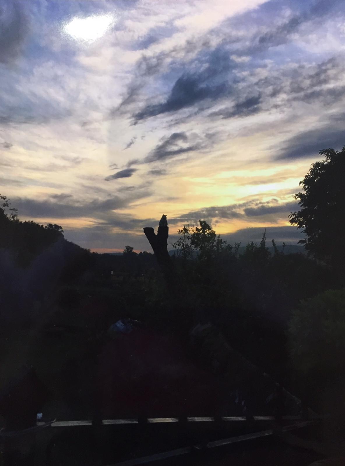 gat a l capvespre Ortoño, Galicia#Maria Isabel Huesca Paraíso 30