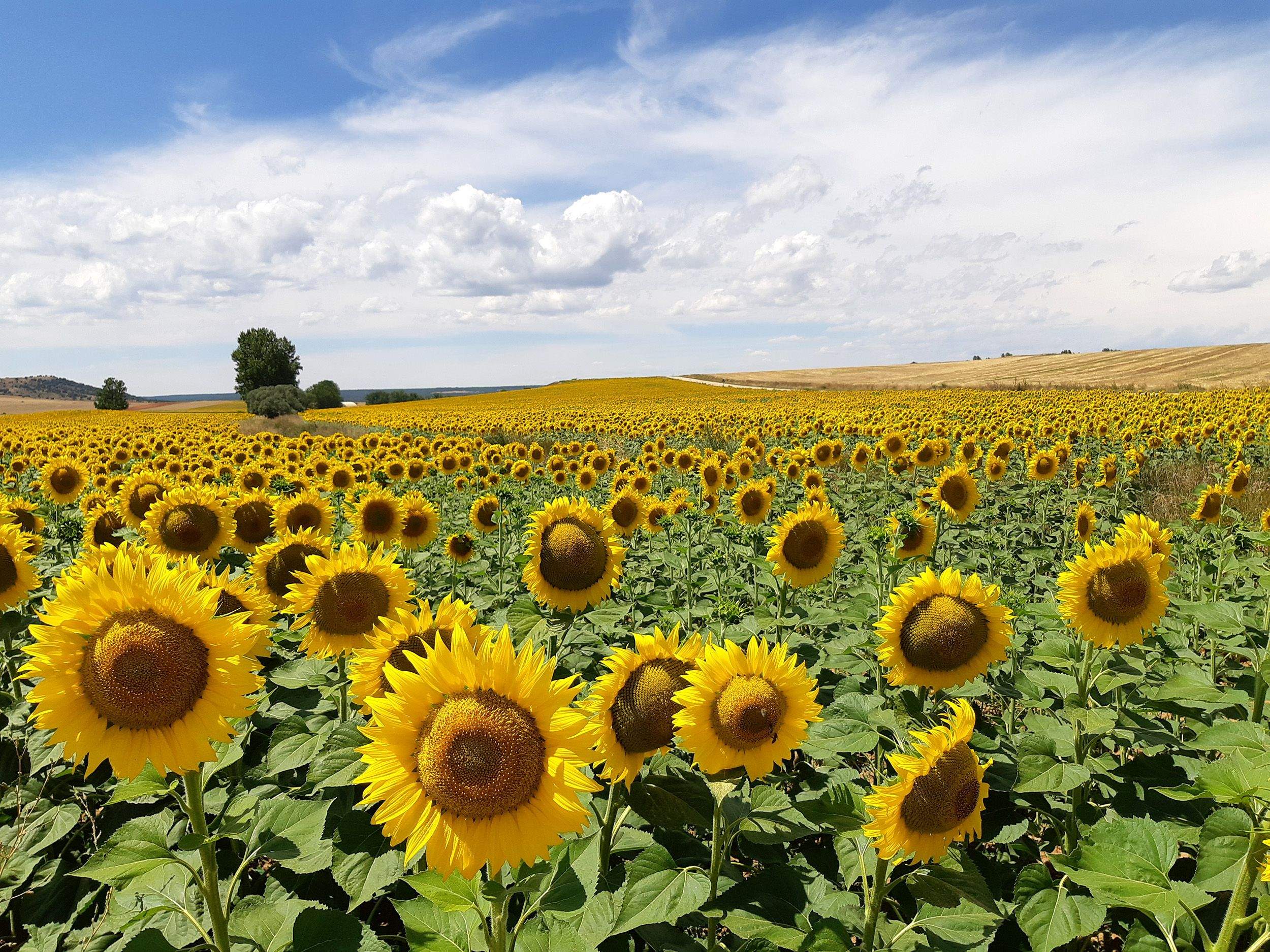 Las sonrisas del verano Rabanera del Campo, Soria#Stella Noviani 81