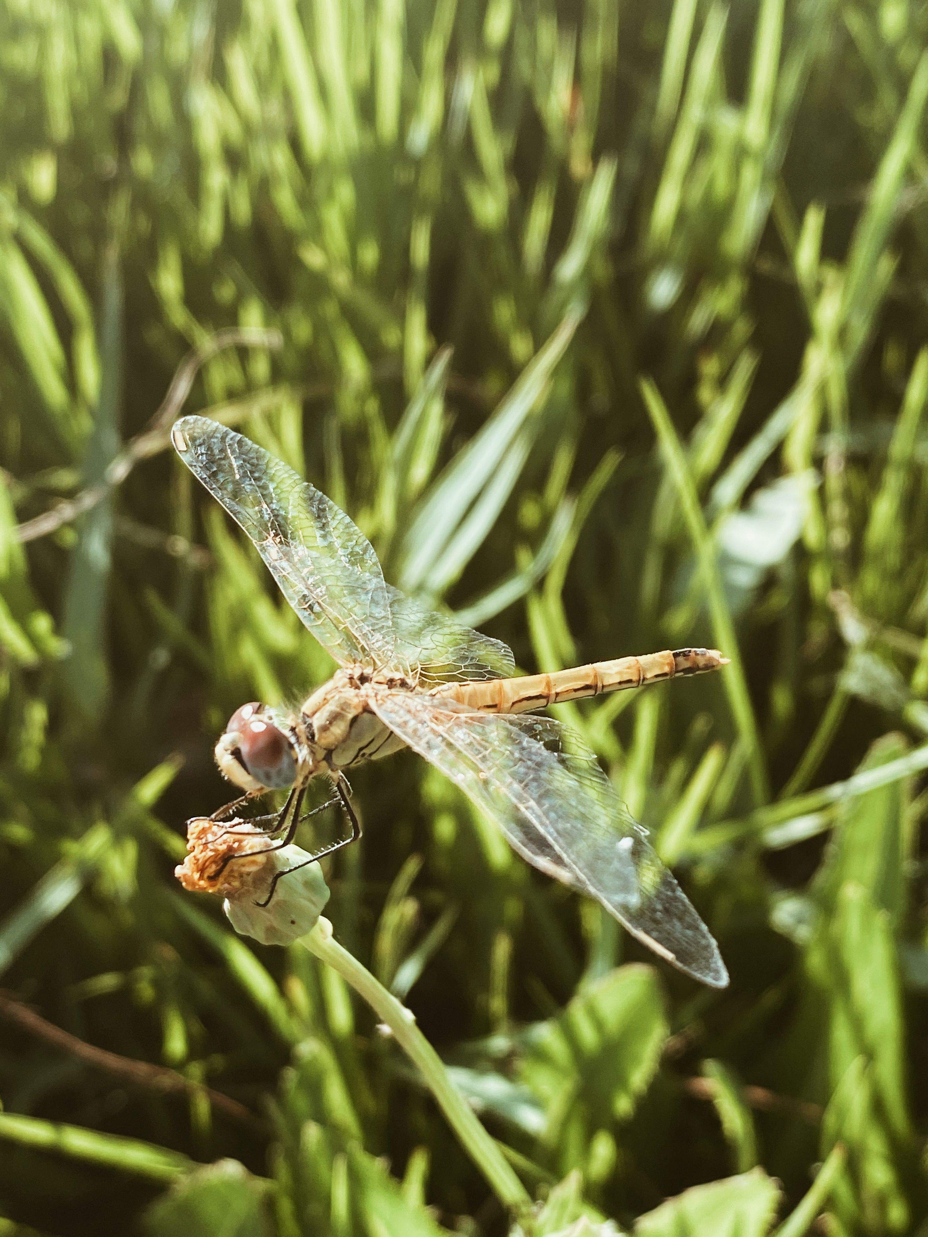 Libèl.lula Delta del Ebre#Cristina Guixeras 136