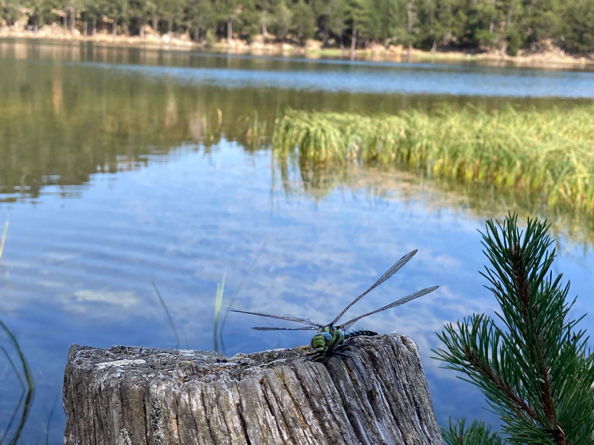 Libélula en un llac Francia, lac de Balcère#Xavier Moreno i Navarro 173