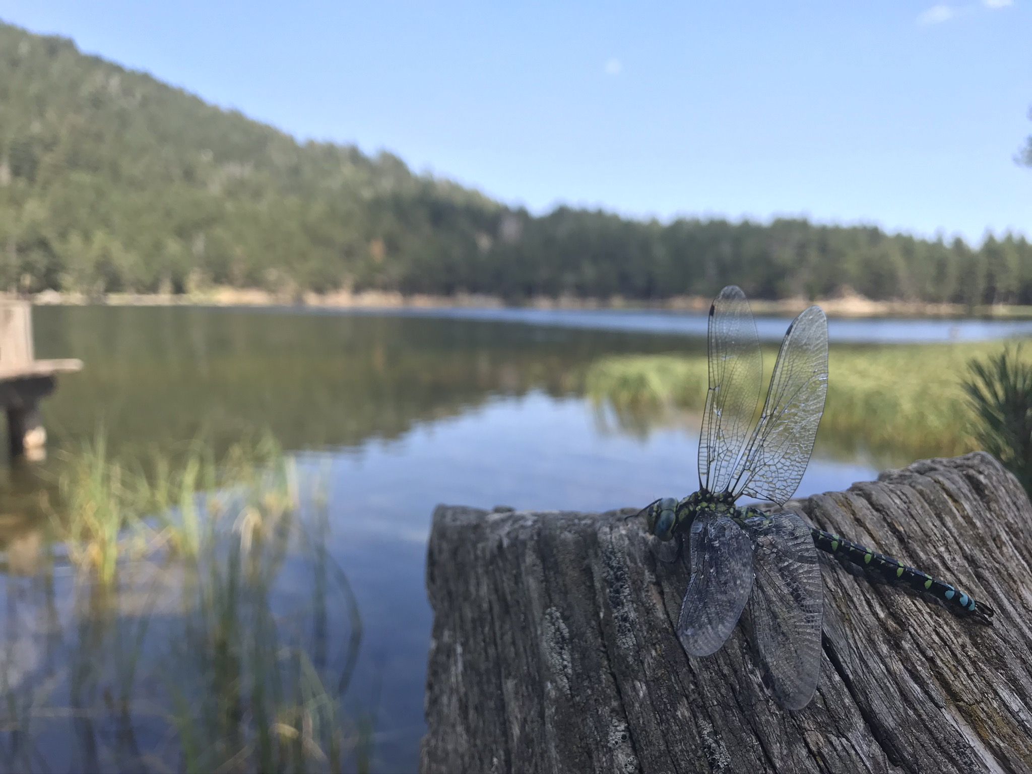 Libélula Francia, lac de Balcère#Xavier Moreno i Navarro 173