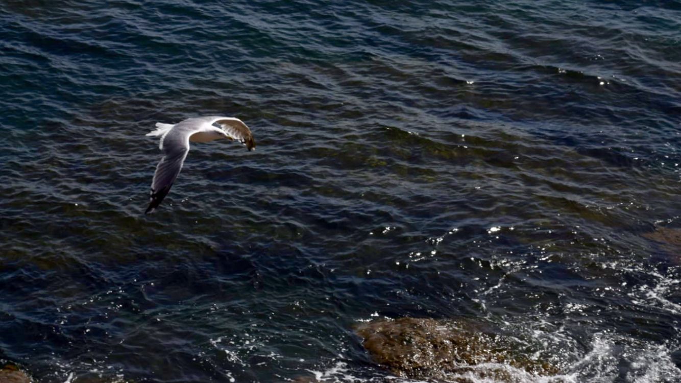 Llibertat Cádiz#Juan Miguel Quesada García 249