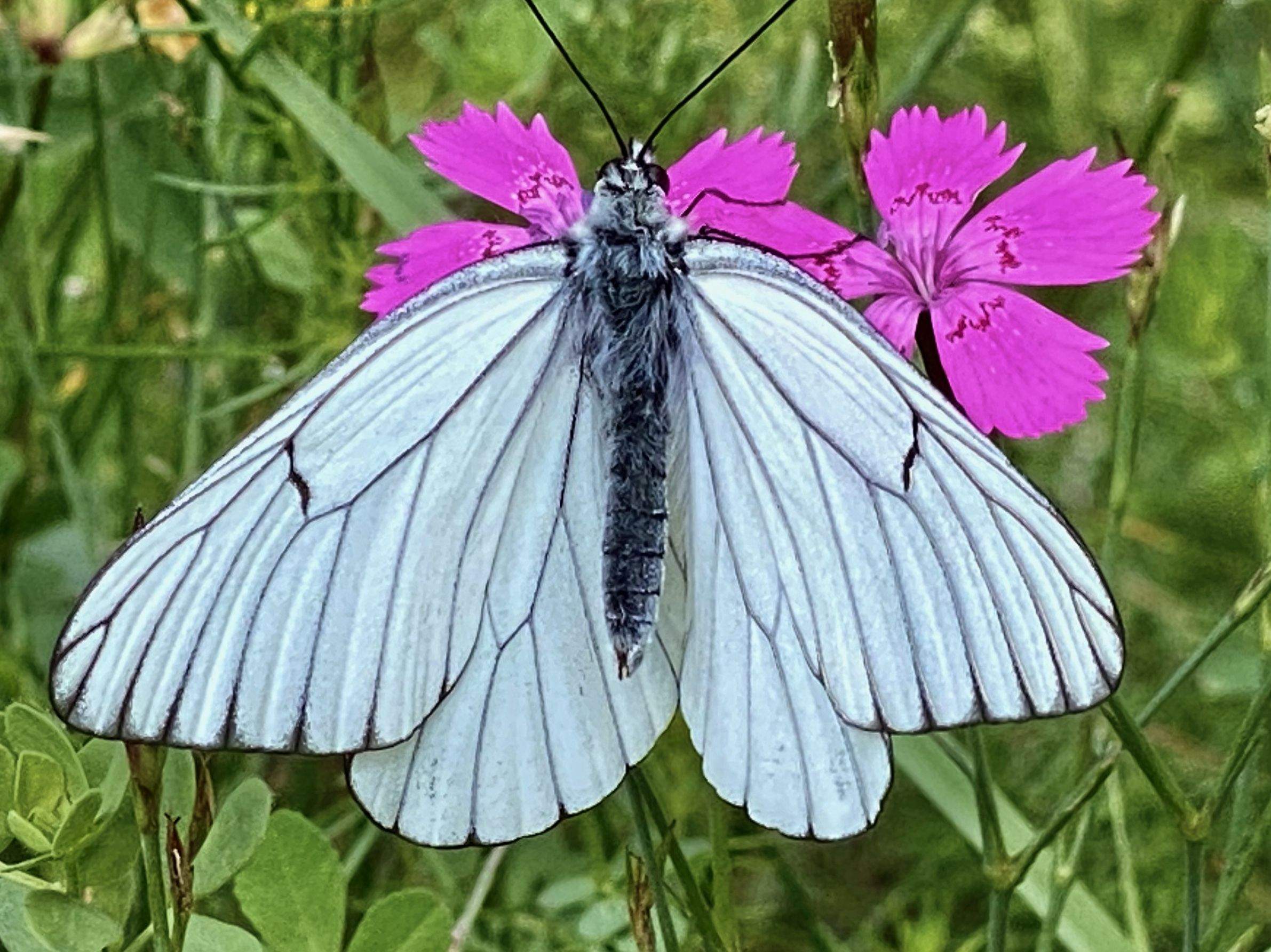 Llibertat Tavascan#M. Carmen Troyano Cusso 274